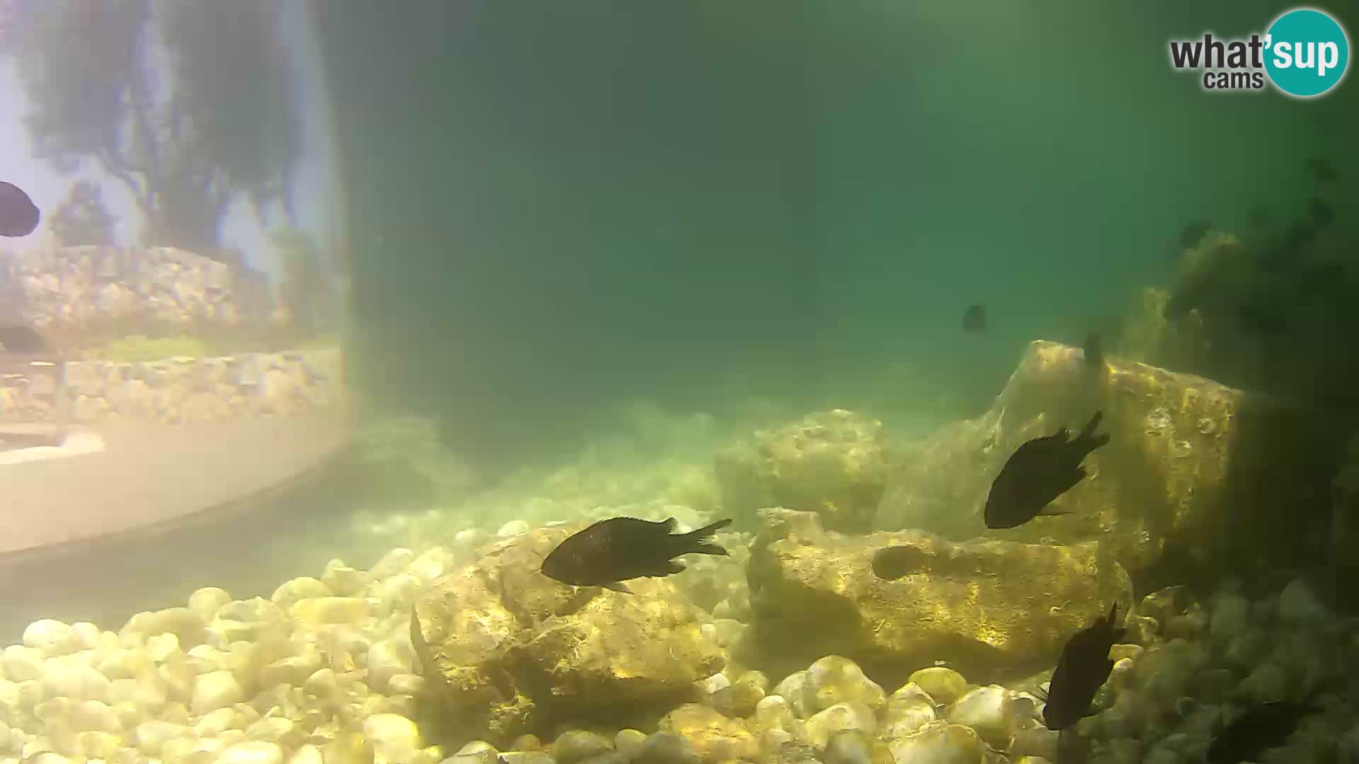 Outdoor Marine Aquarium Rogoznica webcam Croatia