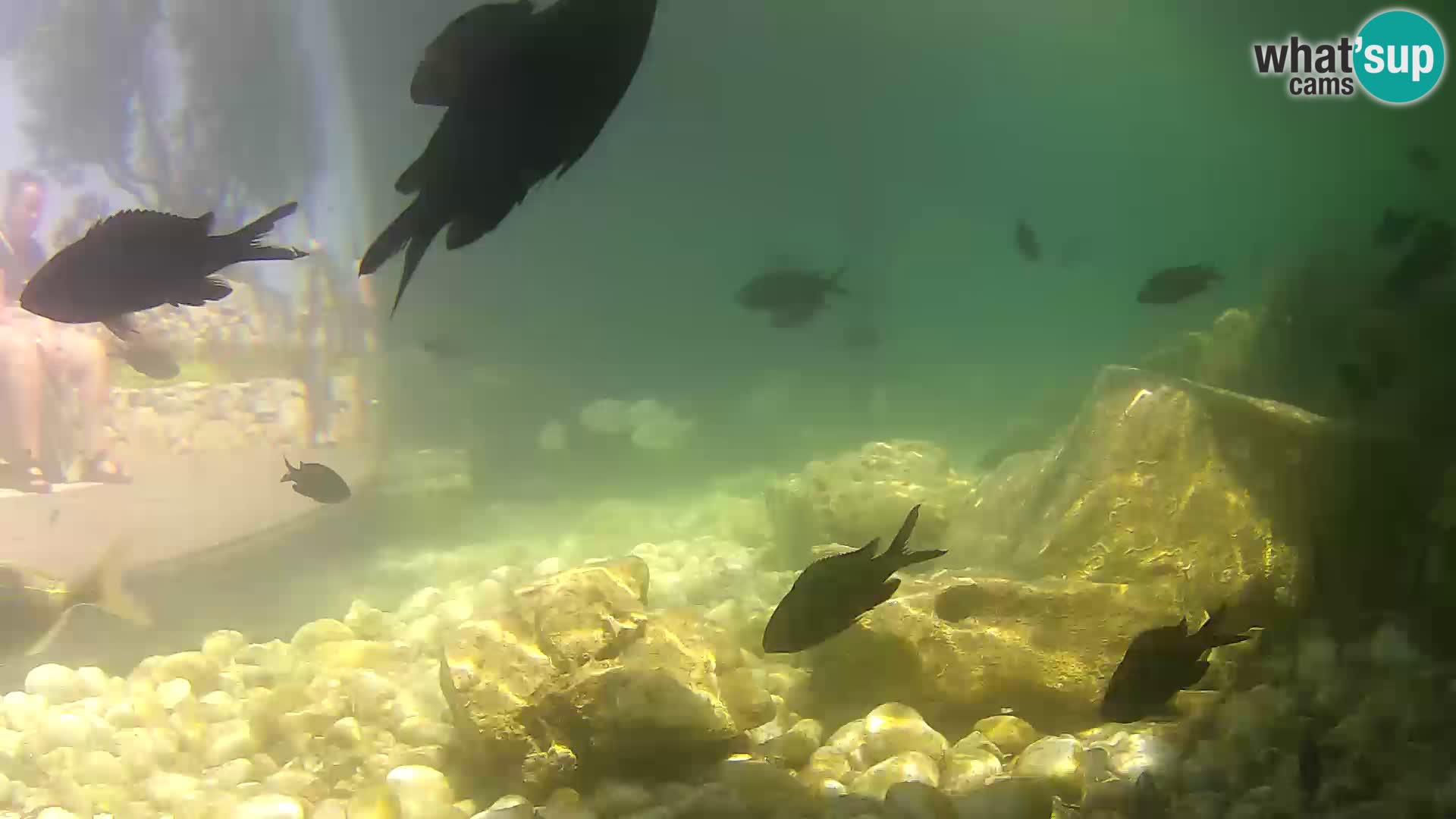 Acuario marino al aire libre Rogoznica webcam Croacia