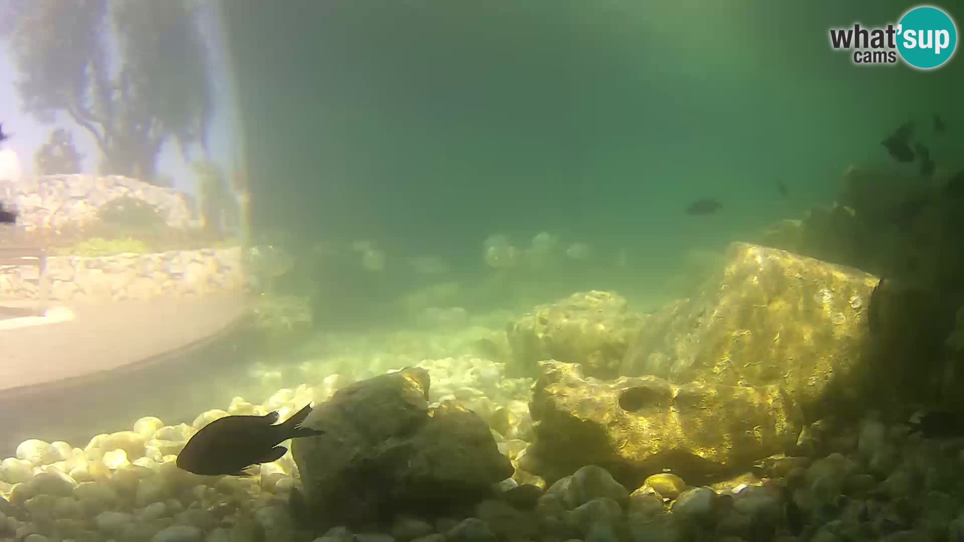 Marine Aquarium im Freien Rogoznica webcam Kroatien