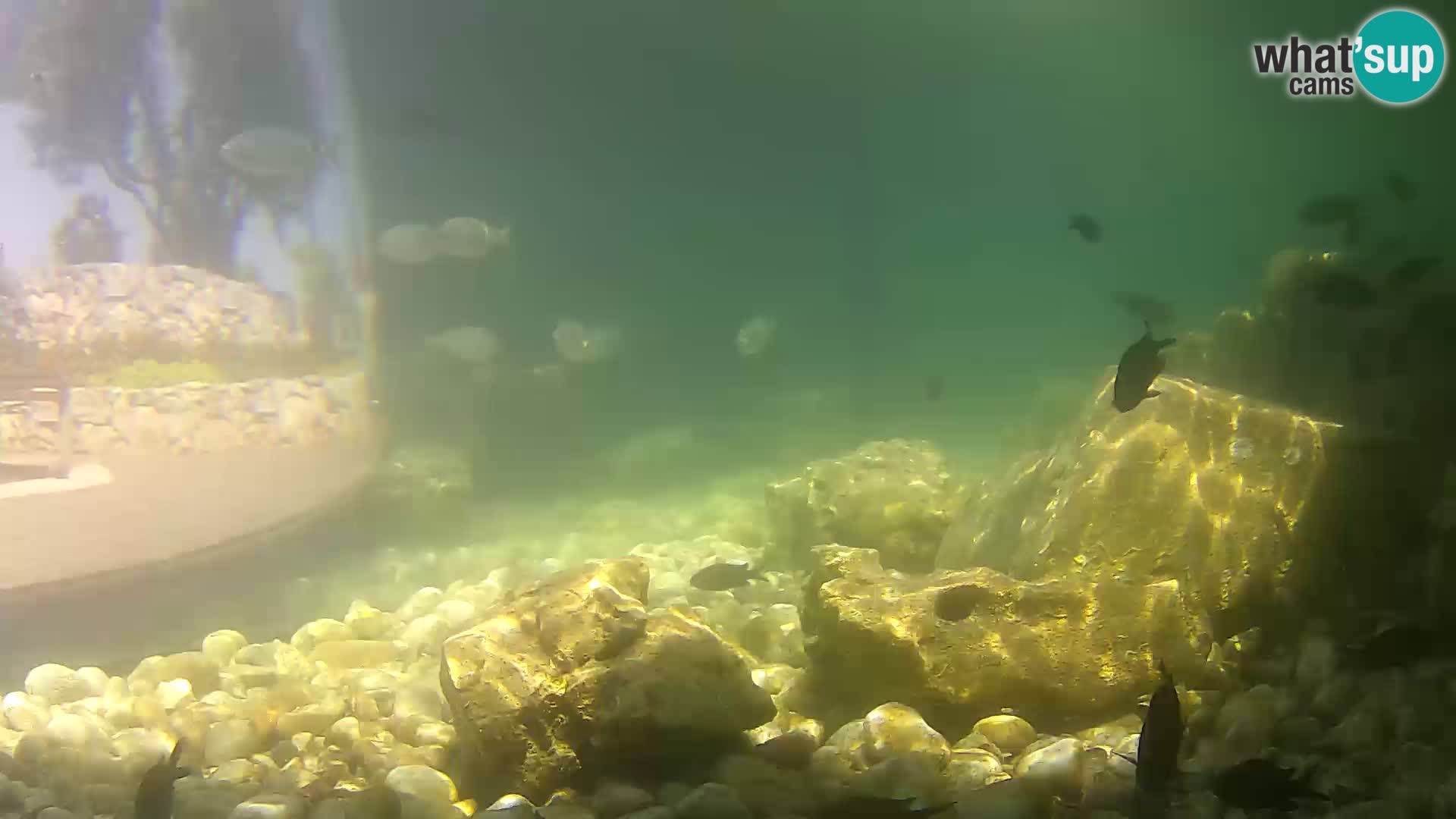 Zunanji morski akvarij Rogoznica spletna kamera Hrvaška
