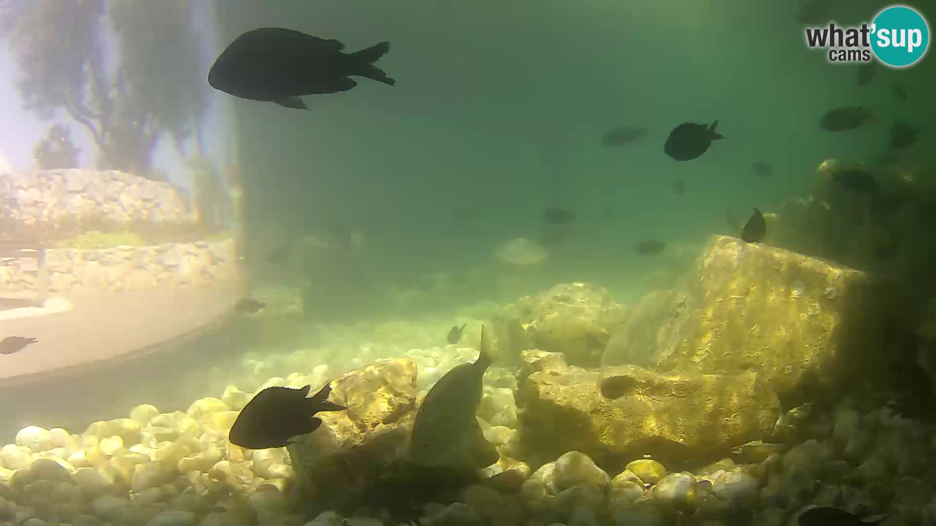 Acuario marino al aire libre Rogoznica webcam Croacia