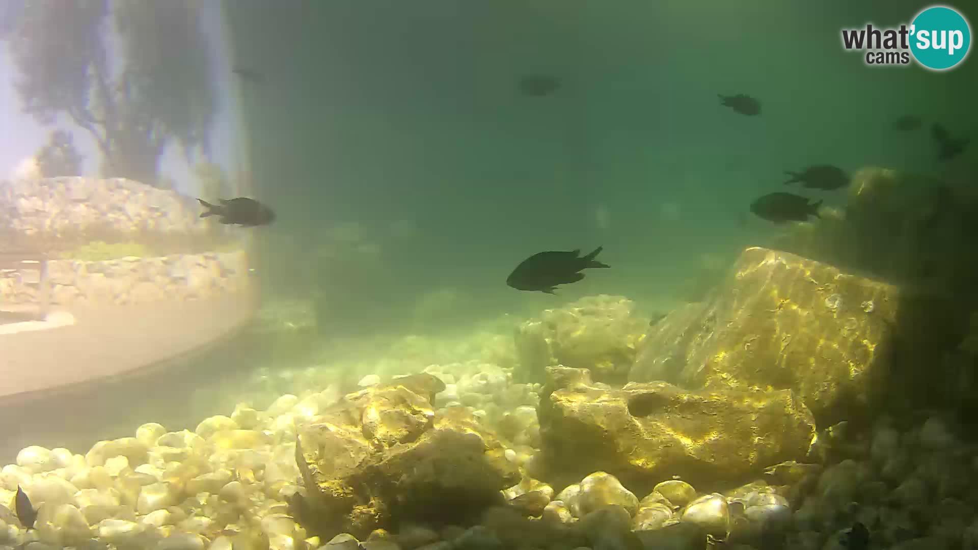 Outdoor Marine Aquarium Rogoznica webcam Croatia