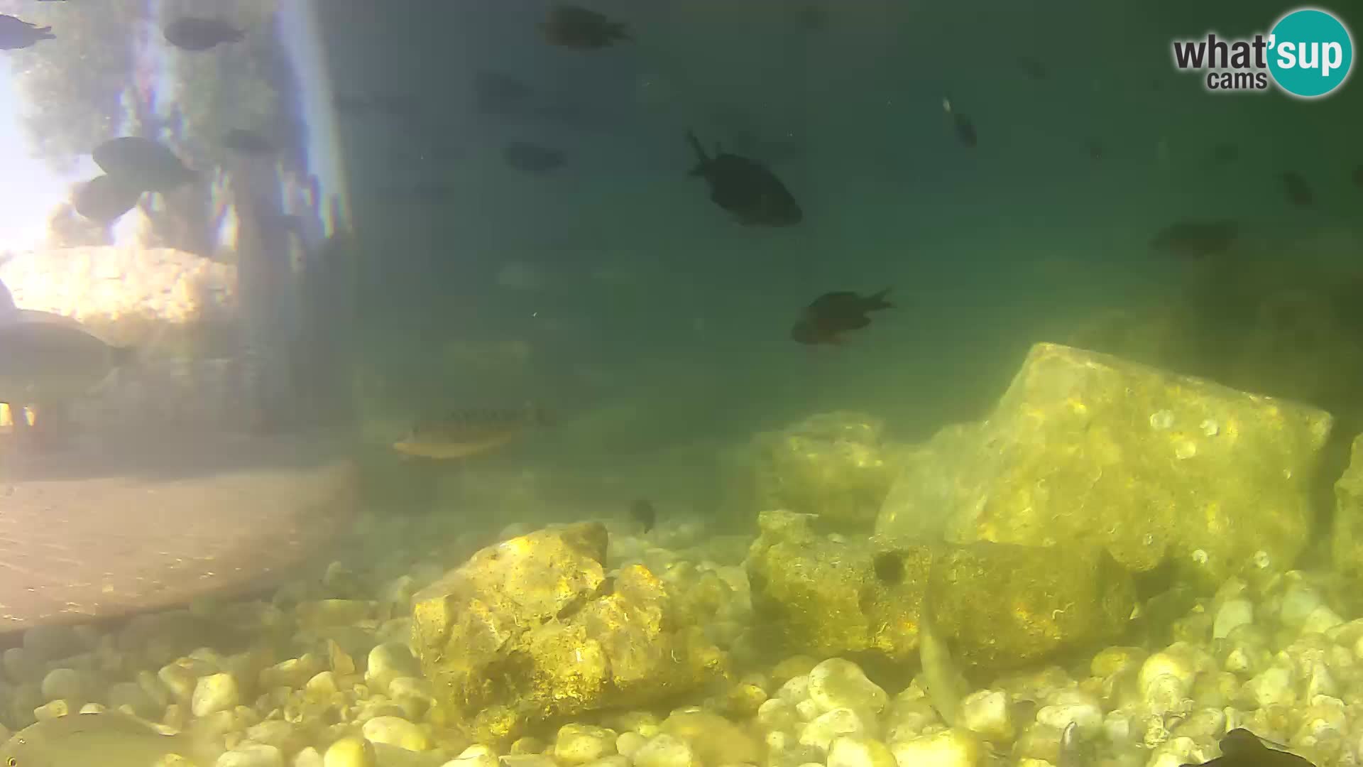 Acuario marino al aire libre Rogoznica webcam Croacia