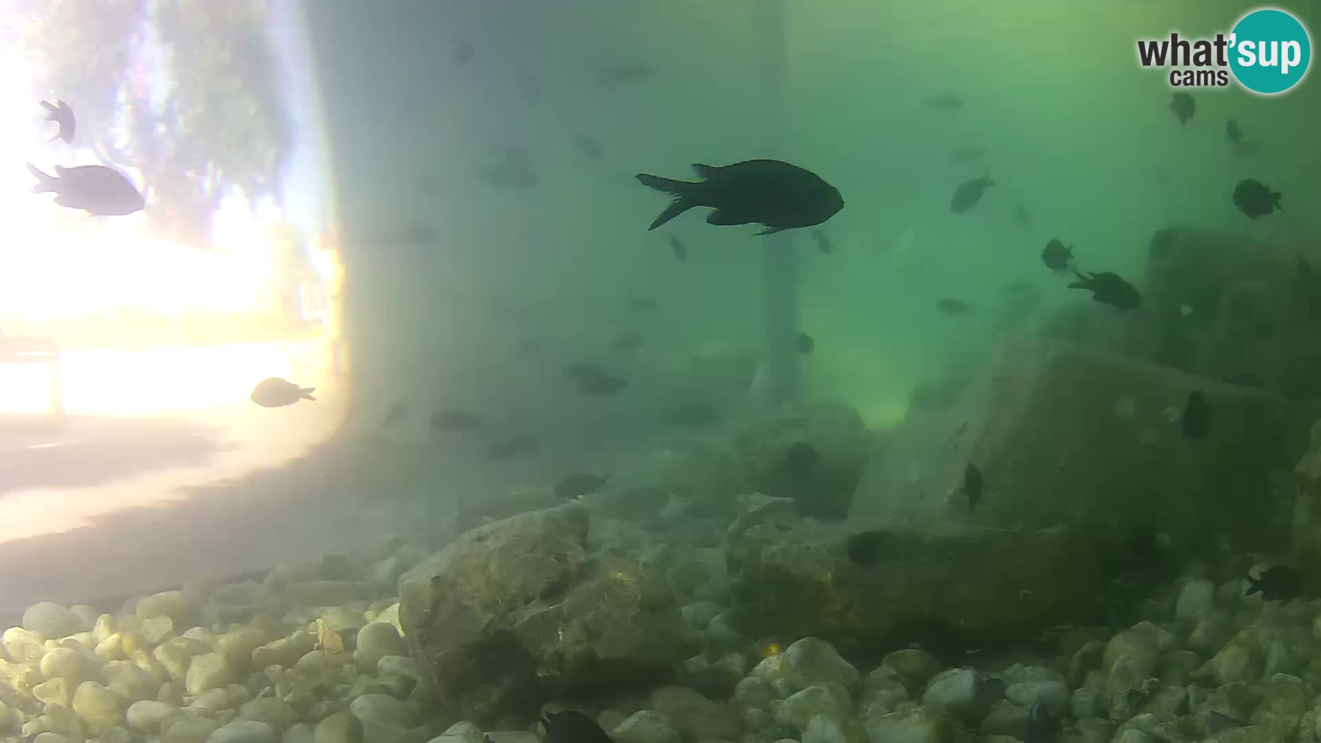 Outdoor Marine Aquarium Rogoznica webcam Croatia