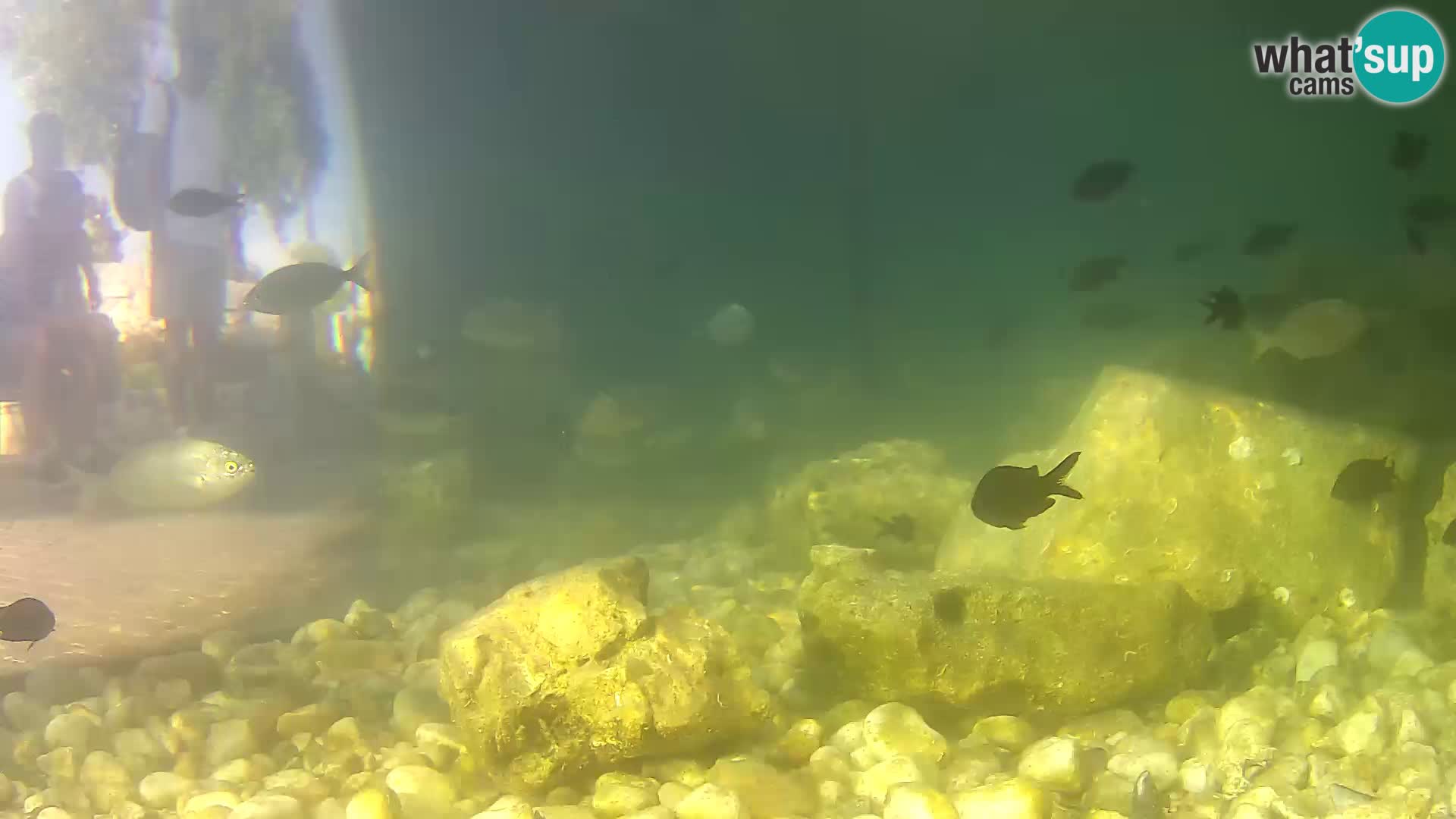 Outdoor Marine Aquarium Rogoznica webcam Croatia