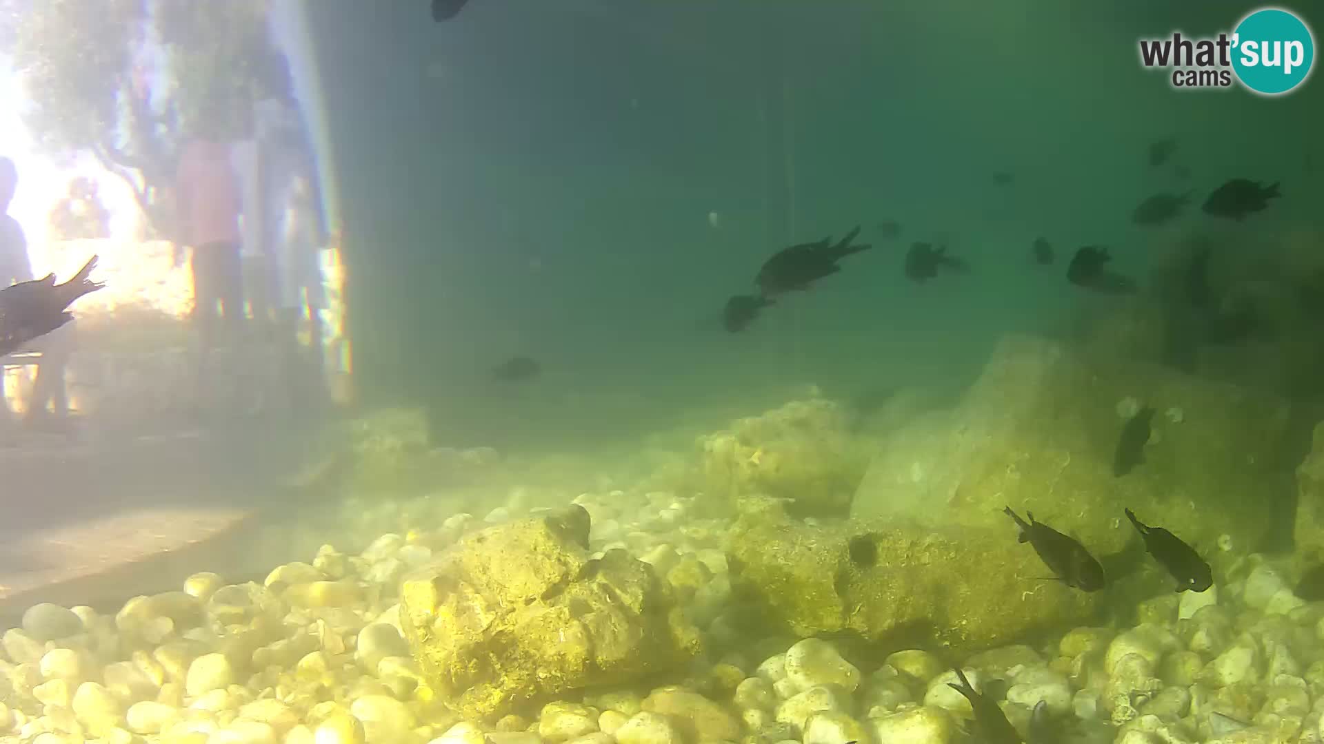 Aquario marino esterno –  Rogoznica livecam Croazia