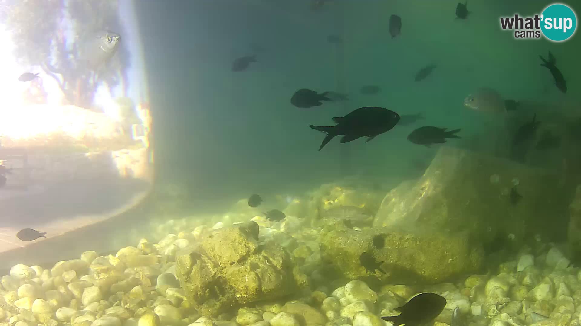 Aquario marino esterno –  Rogoznica livecam Croazia