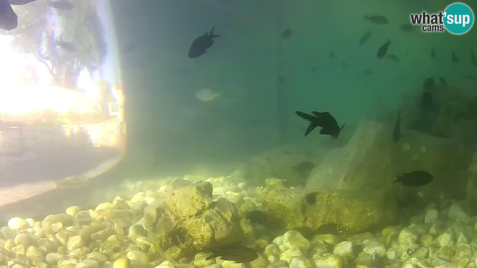 Marine Aquarium im Freien Rogoznica webcam Kroatien