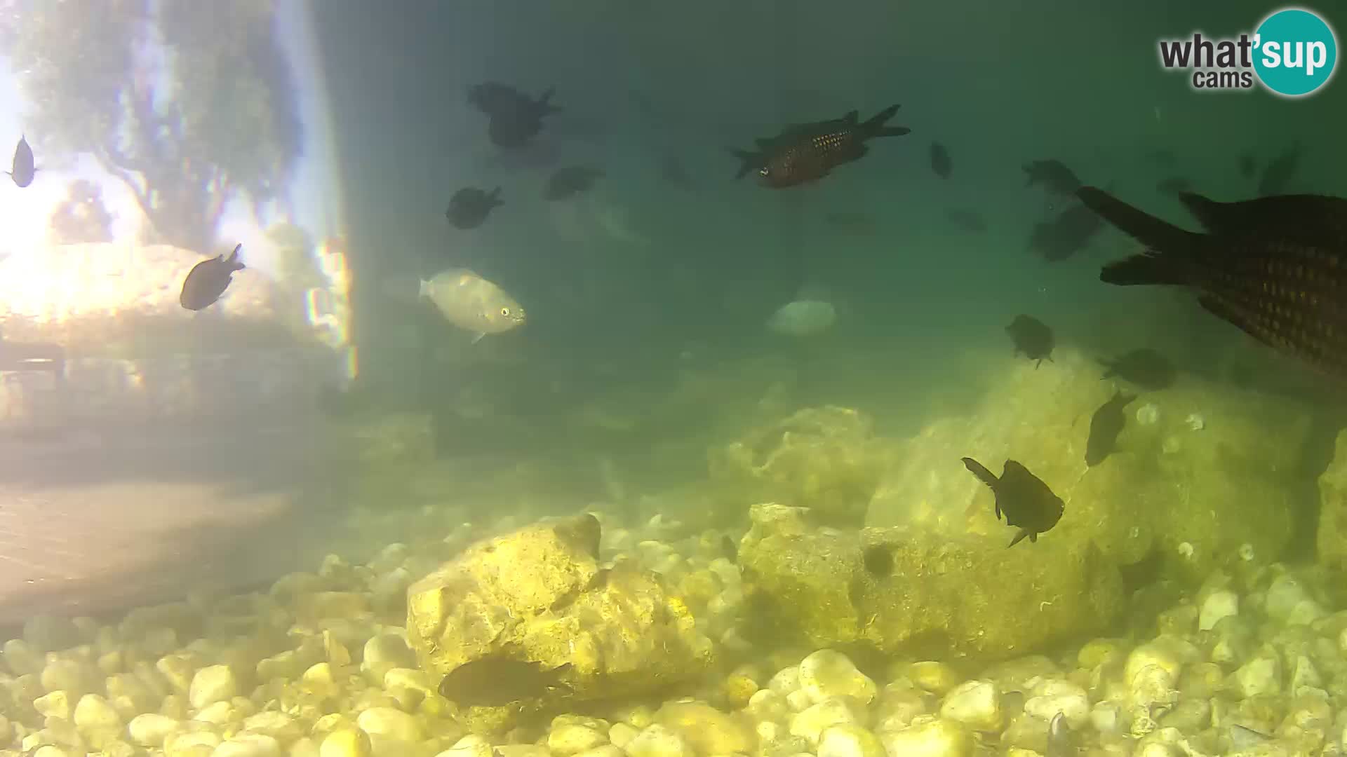 Marine Aquarium im Freien Rogoznica webcam Kroatien
