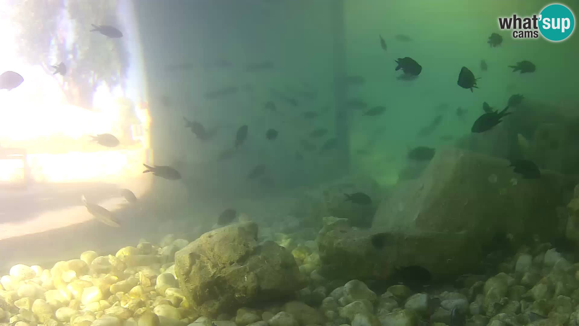 Marine Aquarium im Freien Rogoznica webcam Kroatien