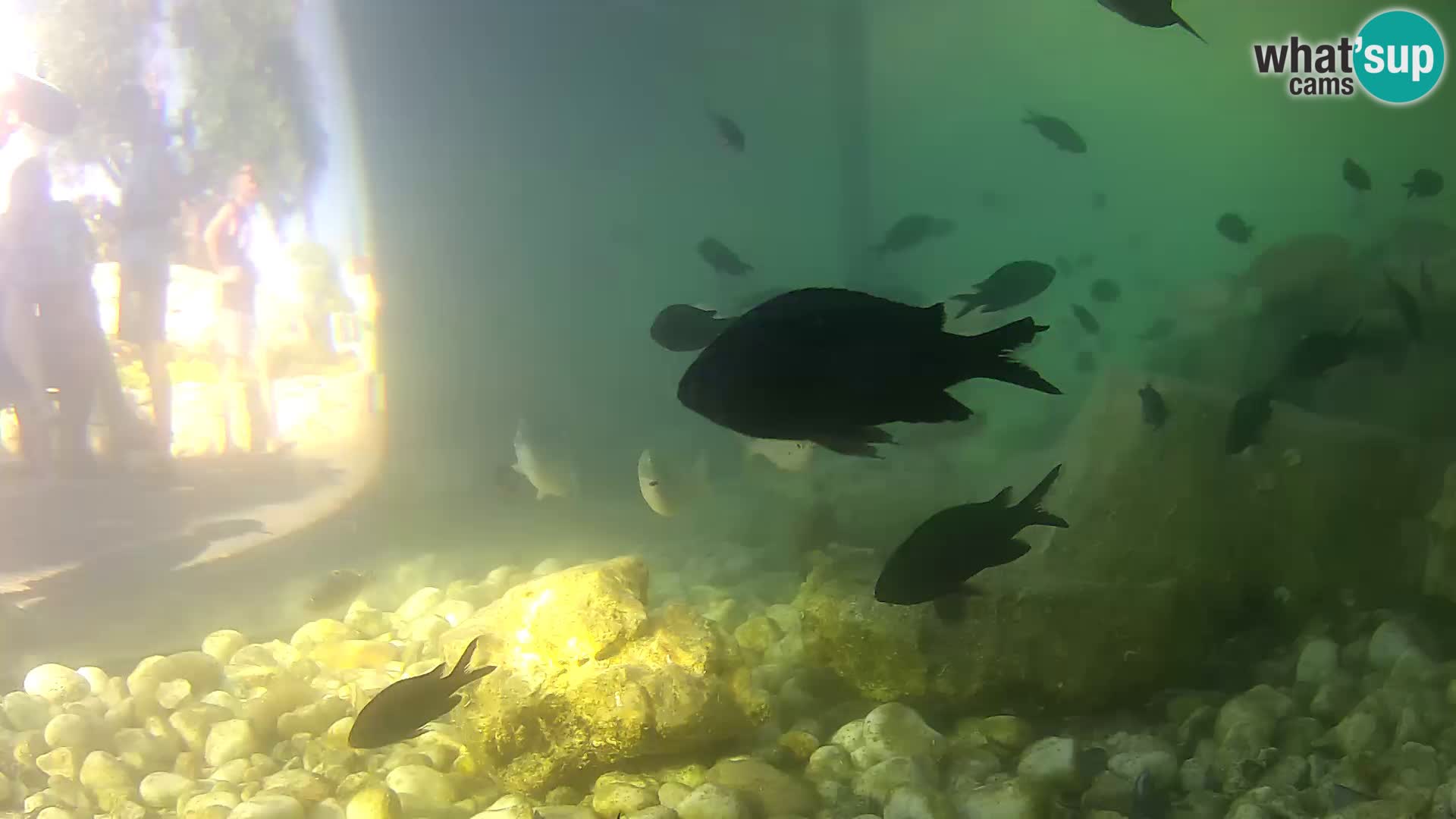 Acuario marino al aire libre Rogoznica webcam Croacia