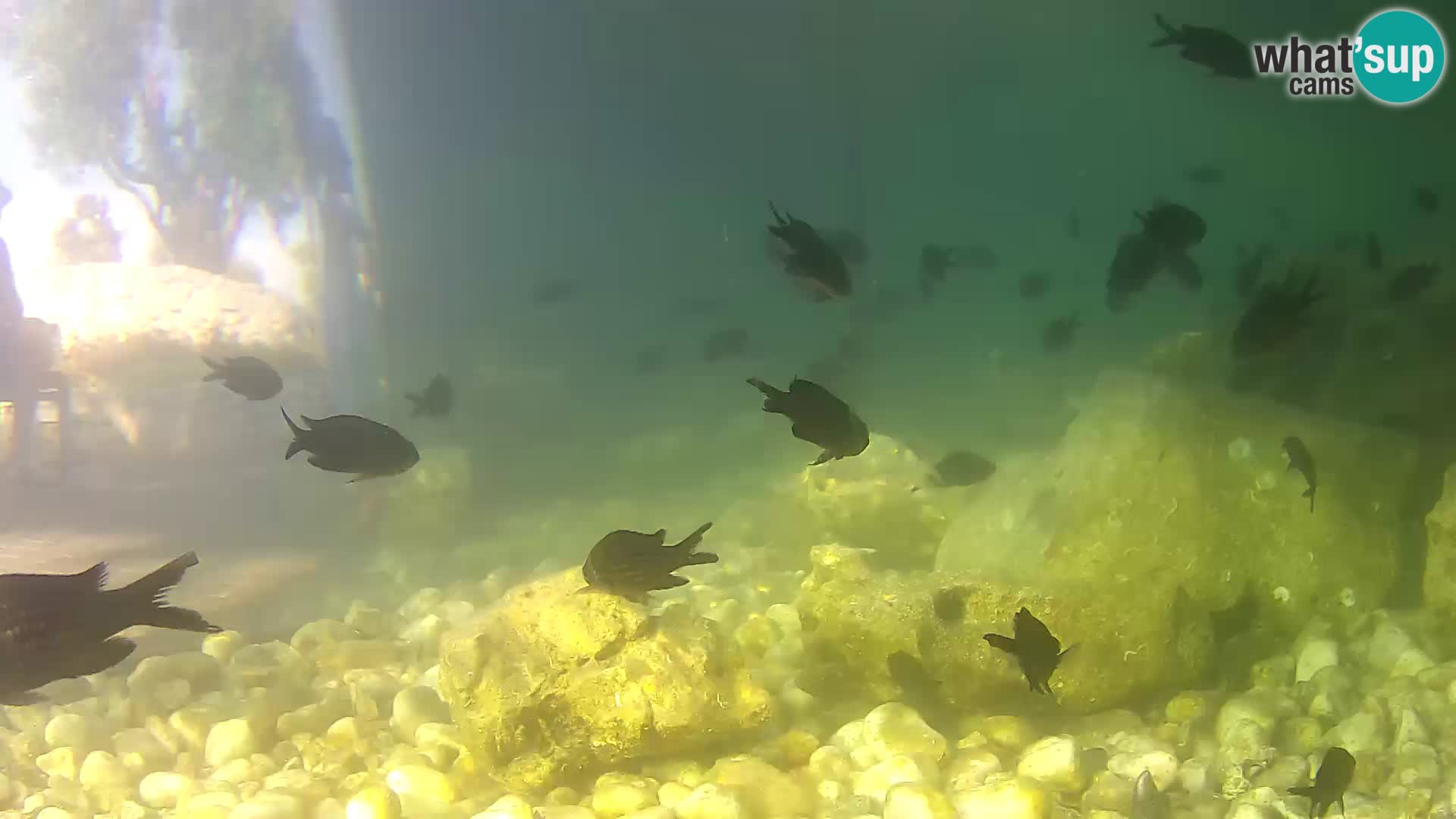Acuario marino al aire libre Rogoznica webcam Croacia