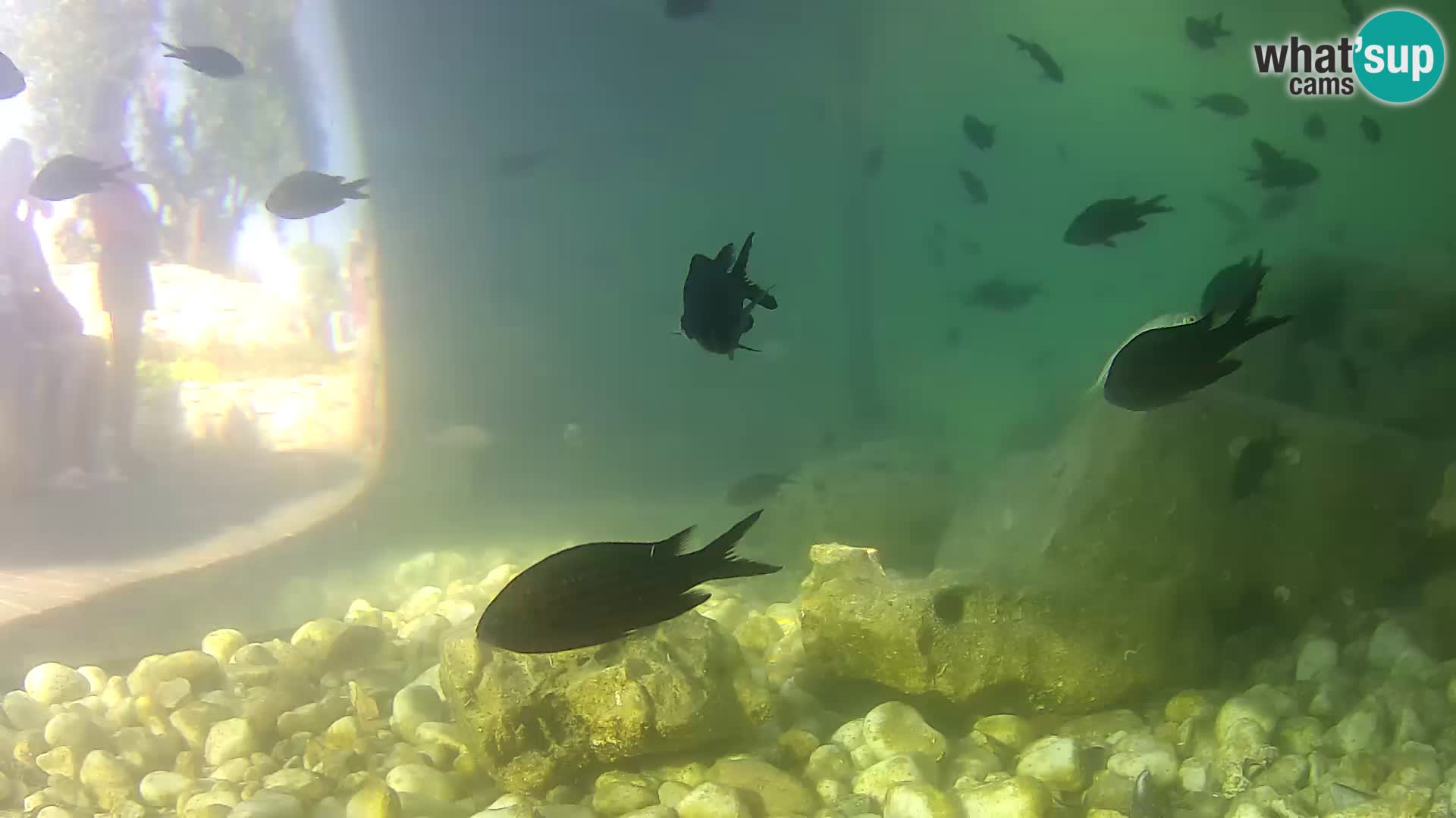 Outdoor Marine Aquarium Rogoznica webcam Croatia