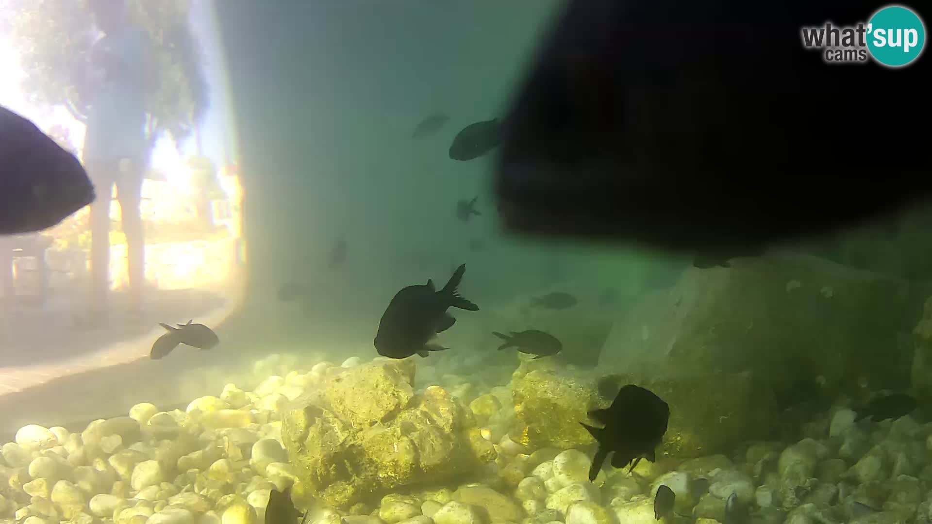 Marine Aquarium im Freien Rogoznica webcam Kroatien