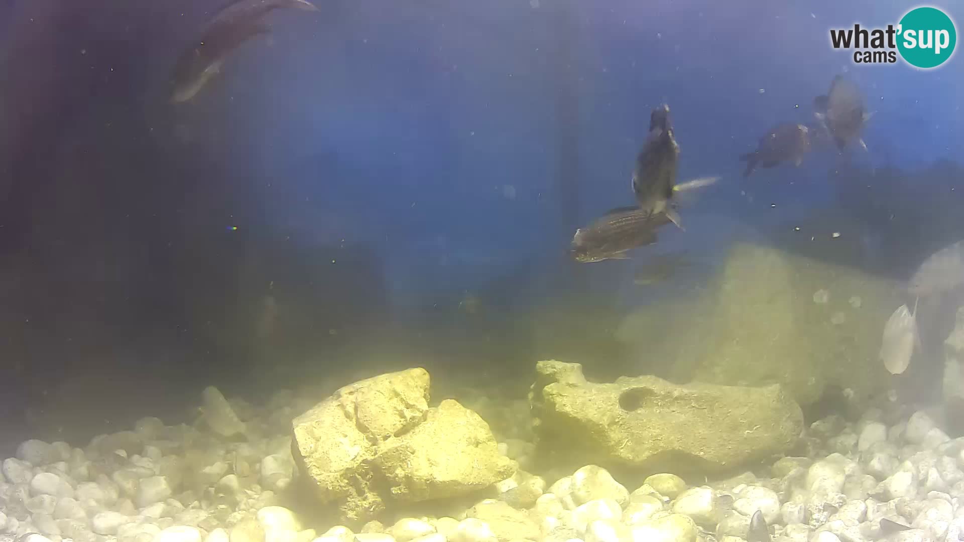 Webcam de l’aquarium marin extérieur de Rogoznica Croatie