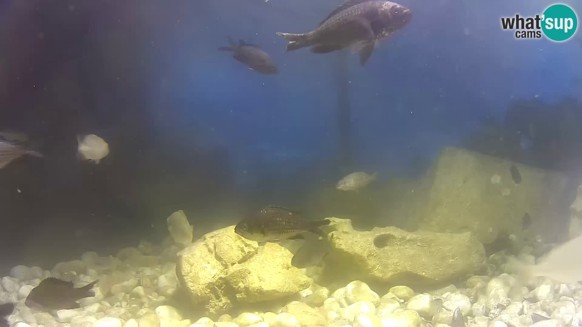 Webcam de l’aquarium marin extérieur de Rogoznica Croatie