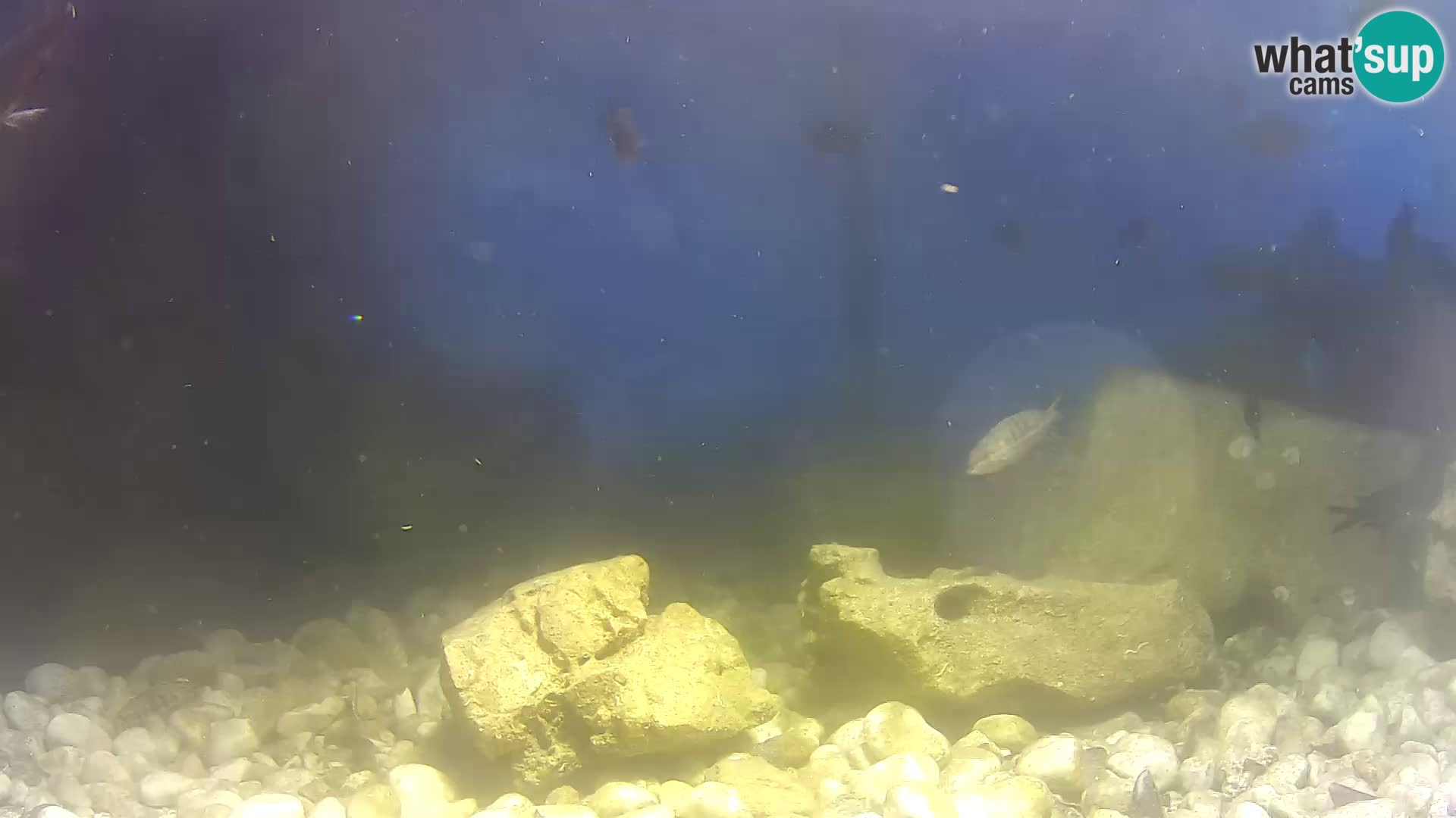 Acuario marino al aire libre Rogoznica webcam Croacia