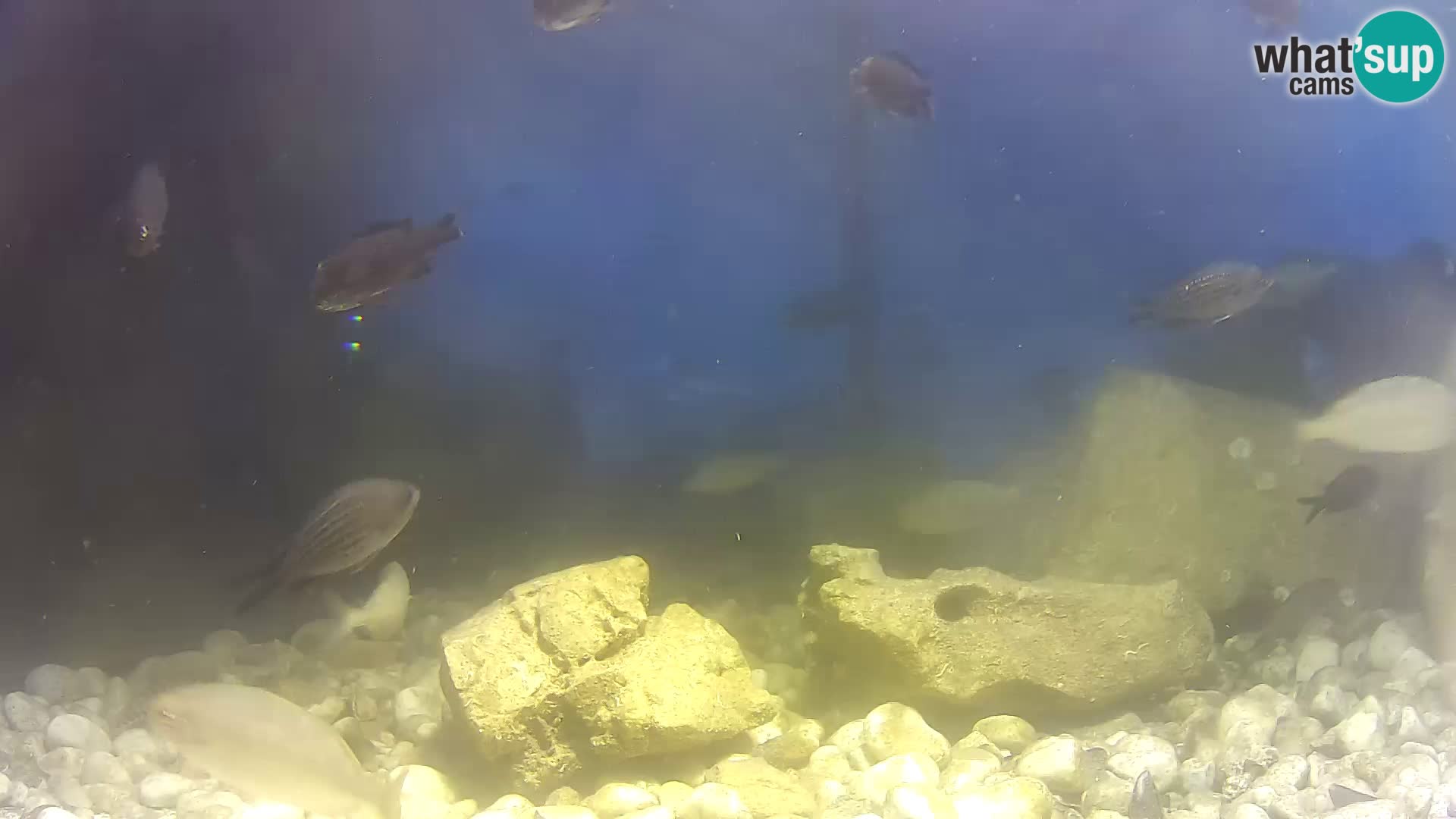 Webcam de l’aquarium marin extérieur de Rogoznica Croatie