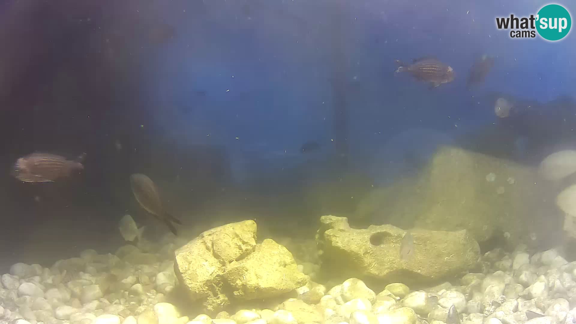 Marine Aquarium im Freien Rogoznica webcam Kroatien