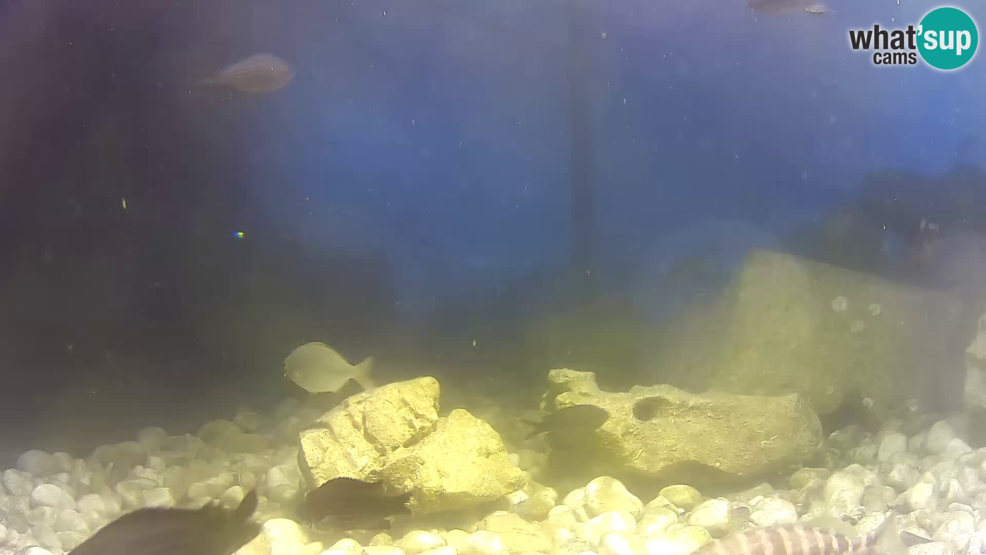 Acuario marino al aire libre Rogoznica webcam Croacia