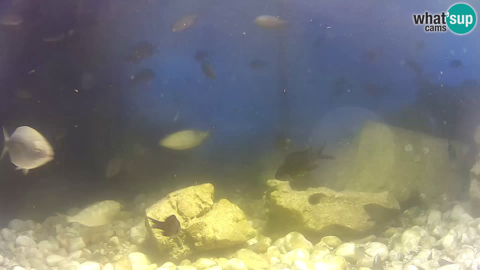 Acuario marino al aire libre Rogoznica webcam Croacia