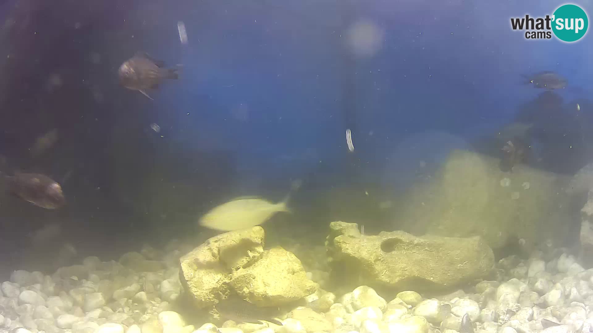 Webcam de l’aquarium marin extérieur de Rogoznica Croatie