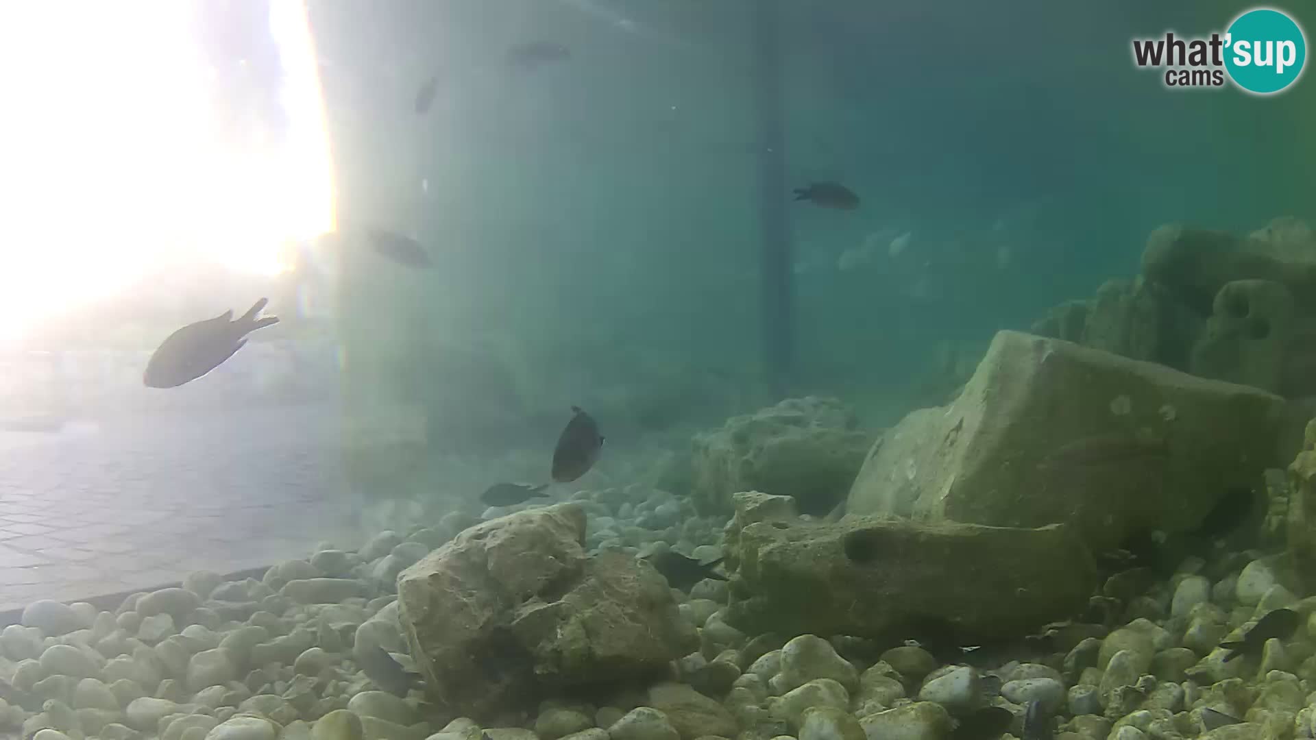 Acuario marino al aire libre Rogoznica webcam Croacia