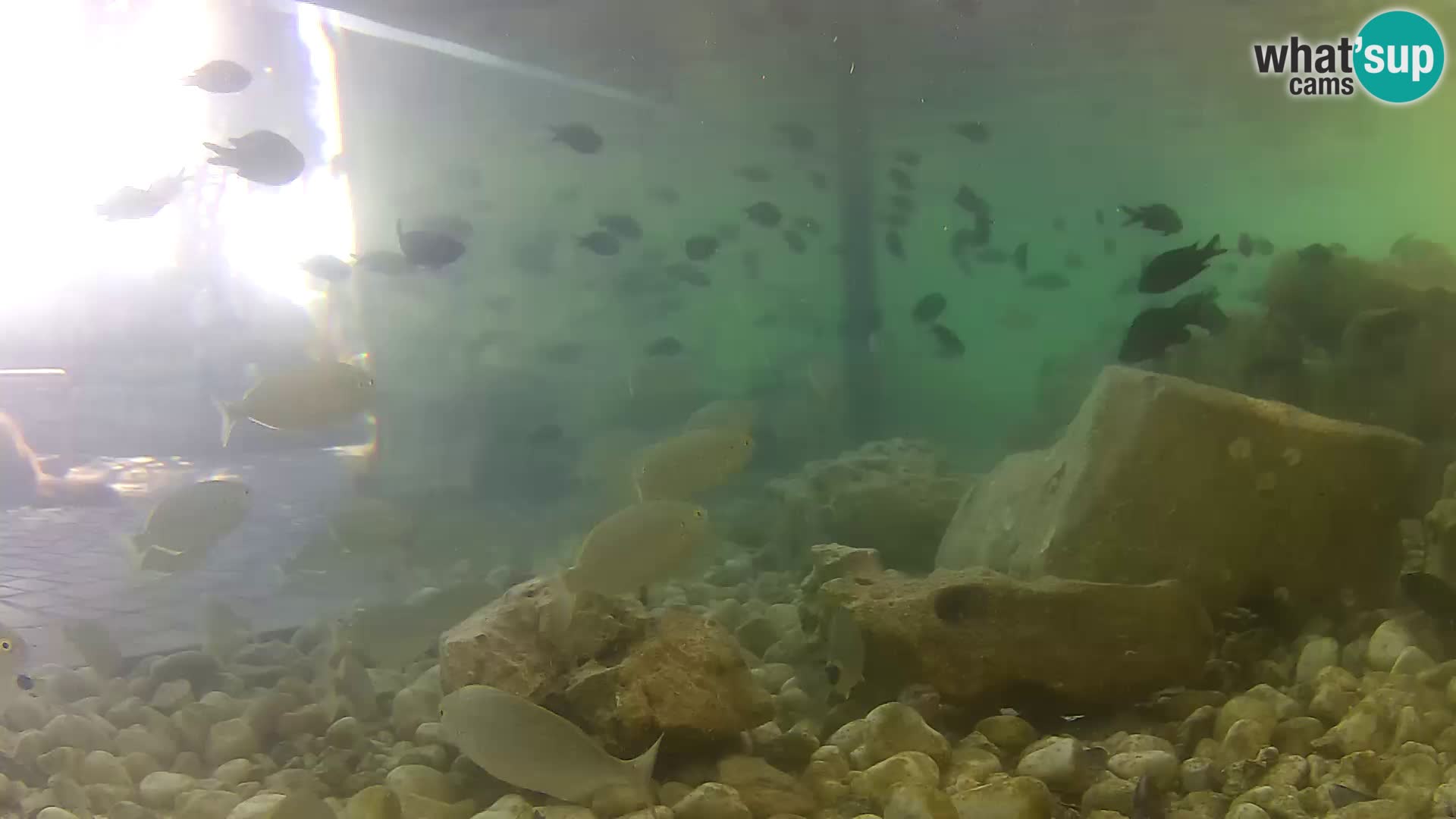 Acuario marino al aire libre Rogoznica webcam Croacia