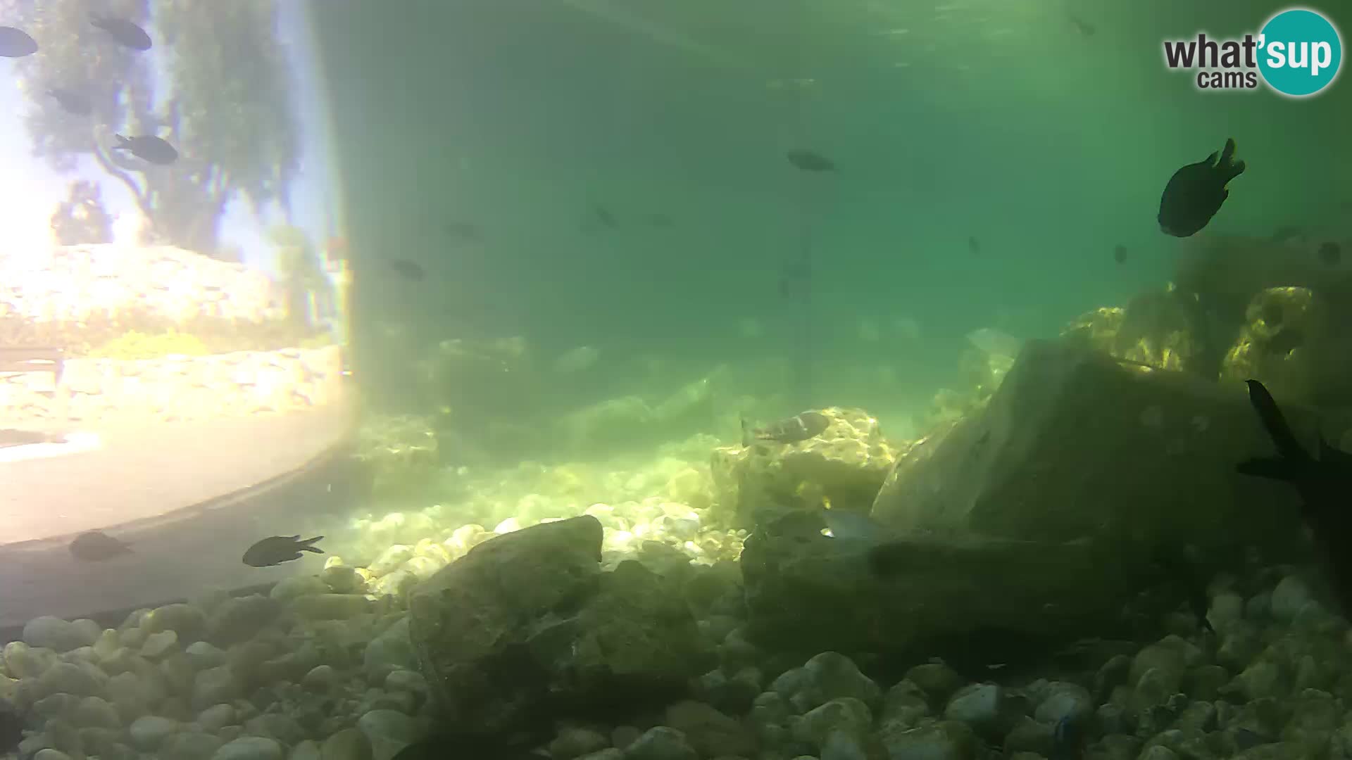 Outdoor Marine Aquarium Rogoznica webcam Croatia