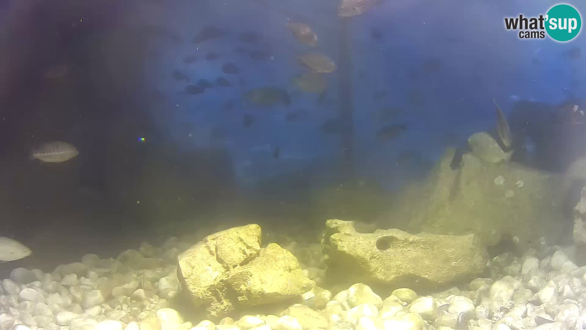 Aquario marino esterno –  Rogoznica livecam Croazia