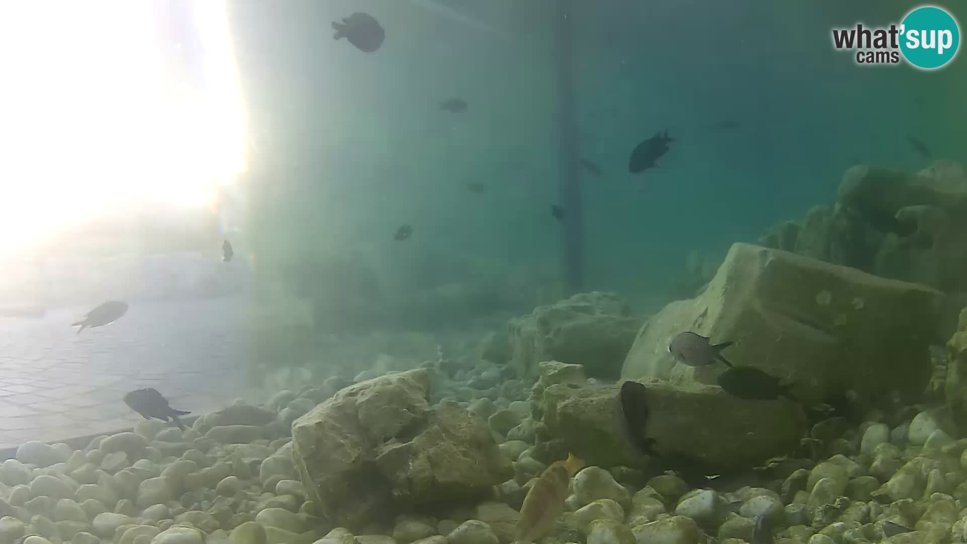 Outdoor Marine Aquarium Rogoznica webcam Croatia