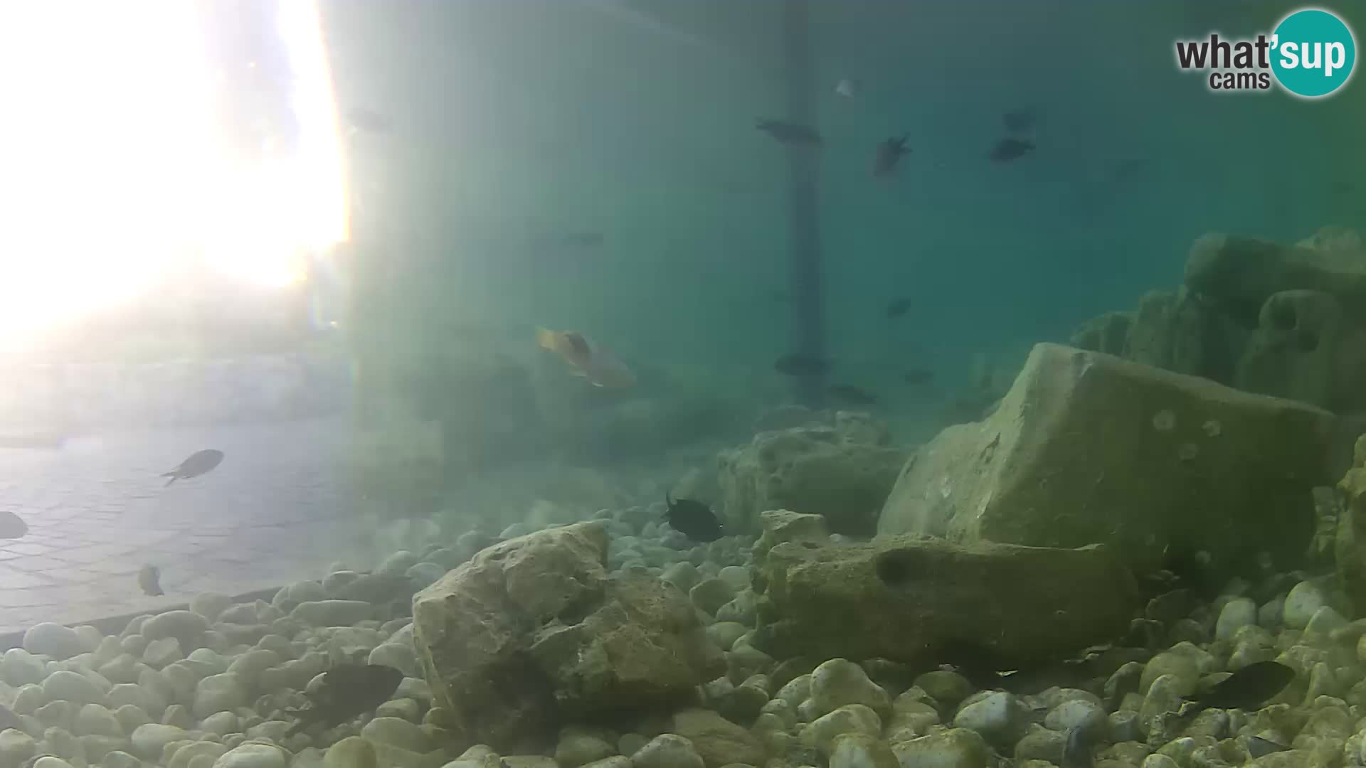 Marine Aquarium im Freien Rogoznica webcam Kroatien