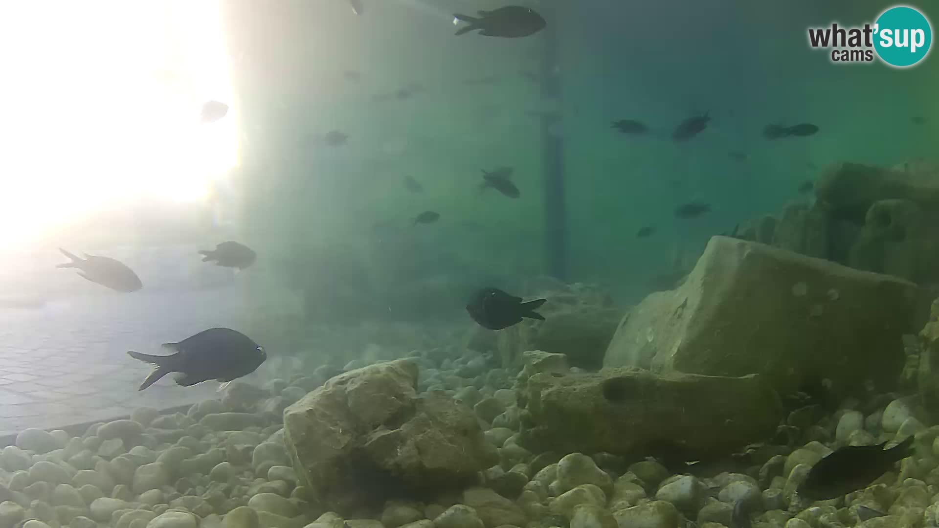 Outdoor Marine Aquarium Rogoznica webcam Croatia