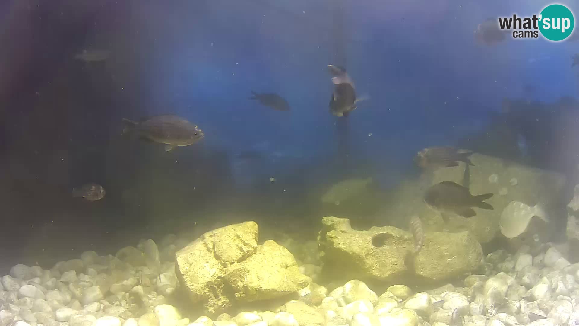 Zunanji morski akvarij Rogoznica spletna kamera Hrvaška
