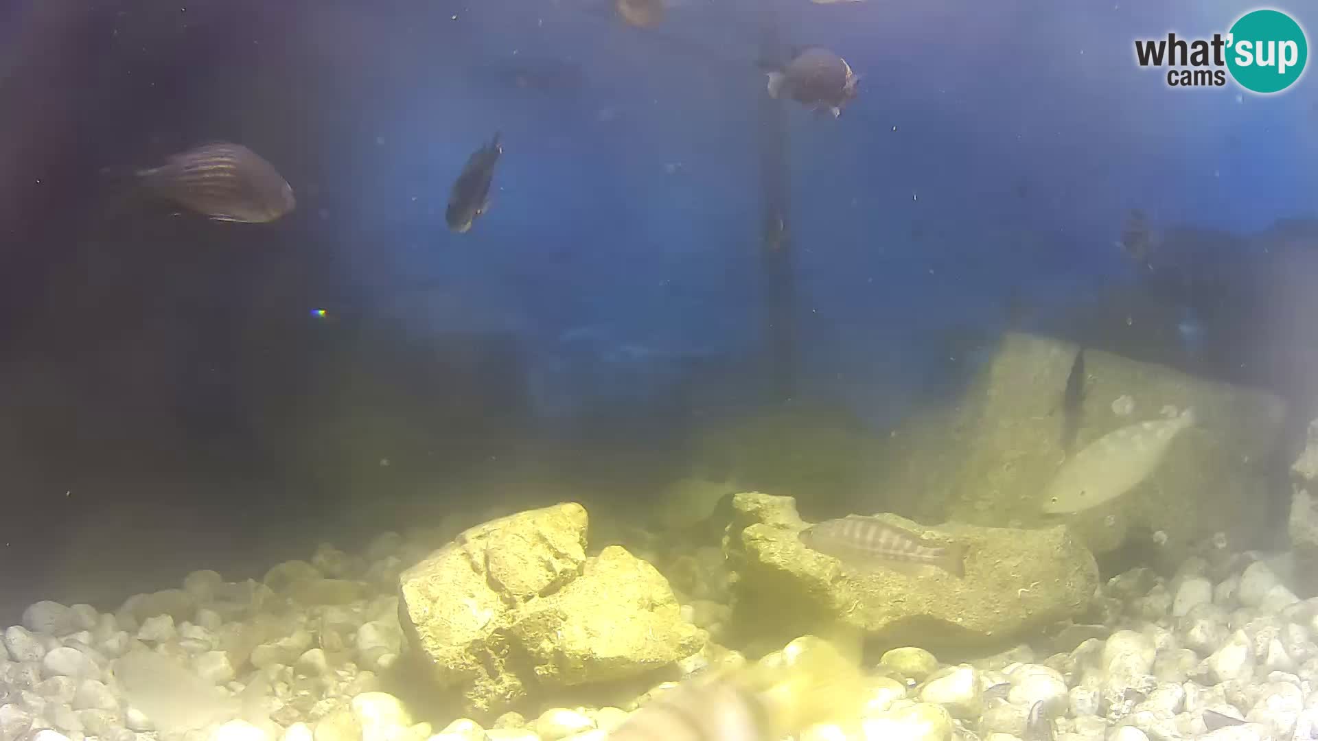 Aquario marino esterno –  Rogoznica livecam Croazia