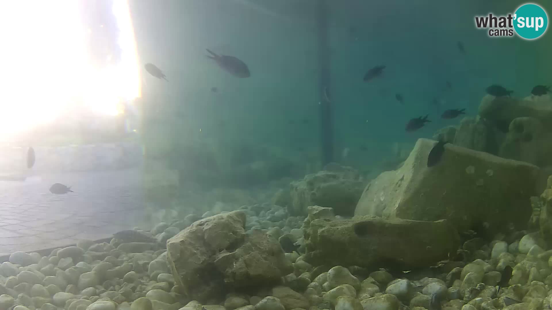 Webcam de l’aquarium marin extérieur de Rogoznica Croatie