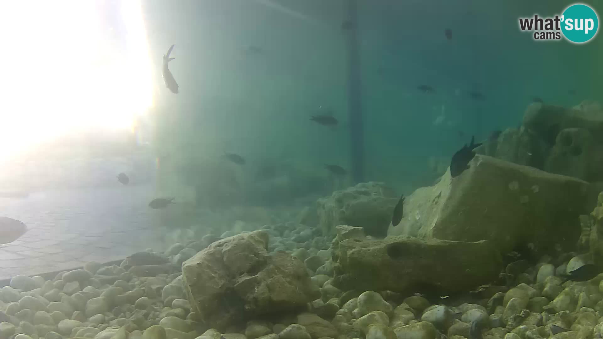 Marine Aquarium im Freien Rogoznica webcam Kroatien