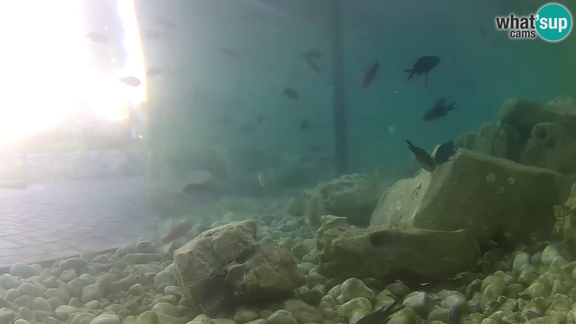 Webcam de l’aquarium marin extérieur de Rogoznica Croatie
