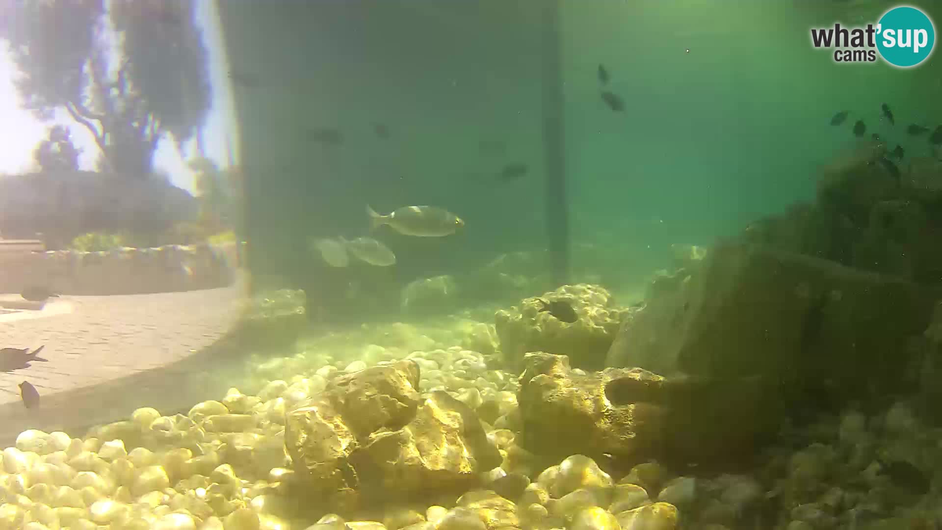 Acuario marino al aire libre Rogoznica webcam Croacia