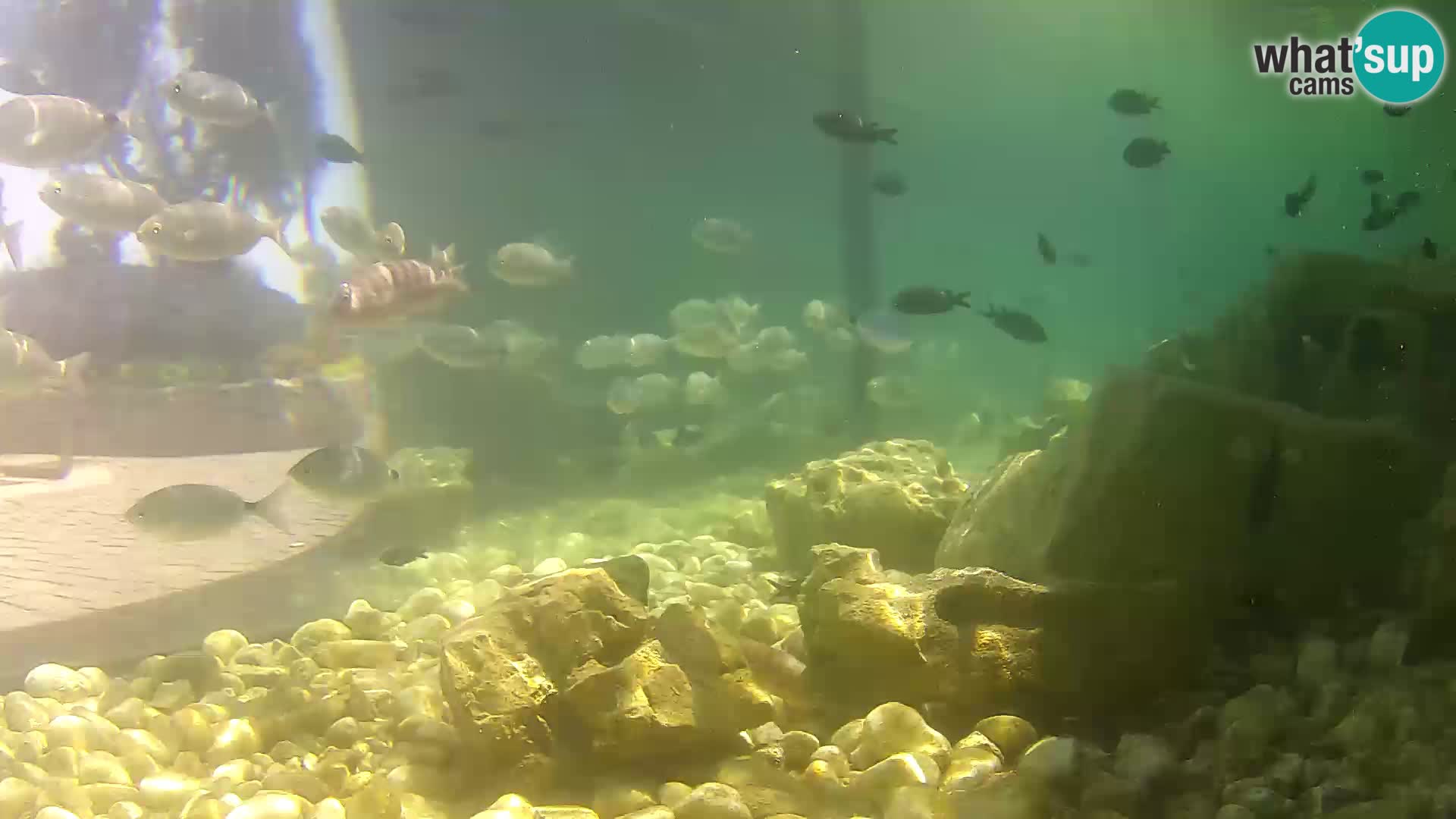 Acuario marino al aire libre Rogoznica webcam Croacia