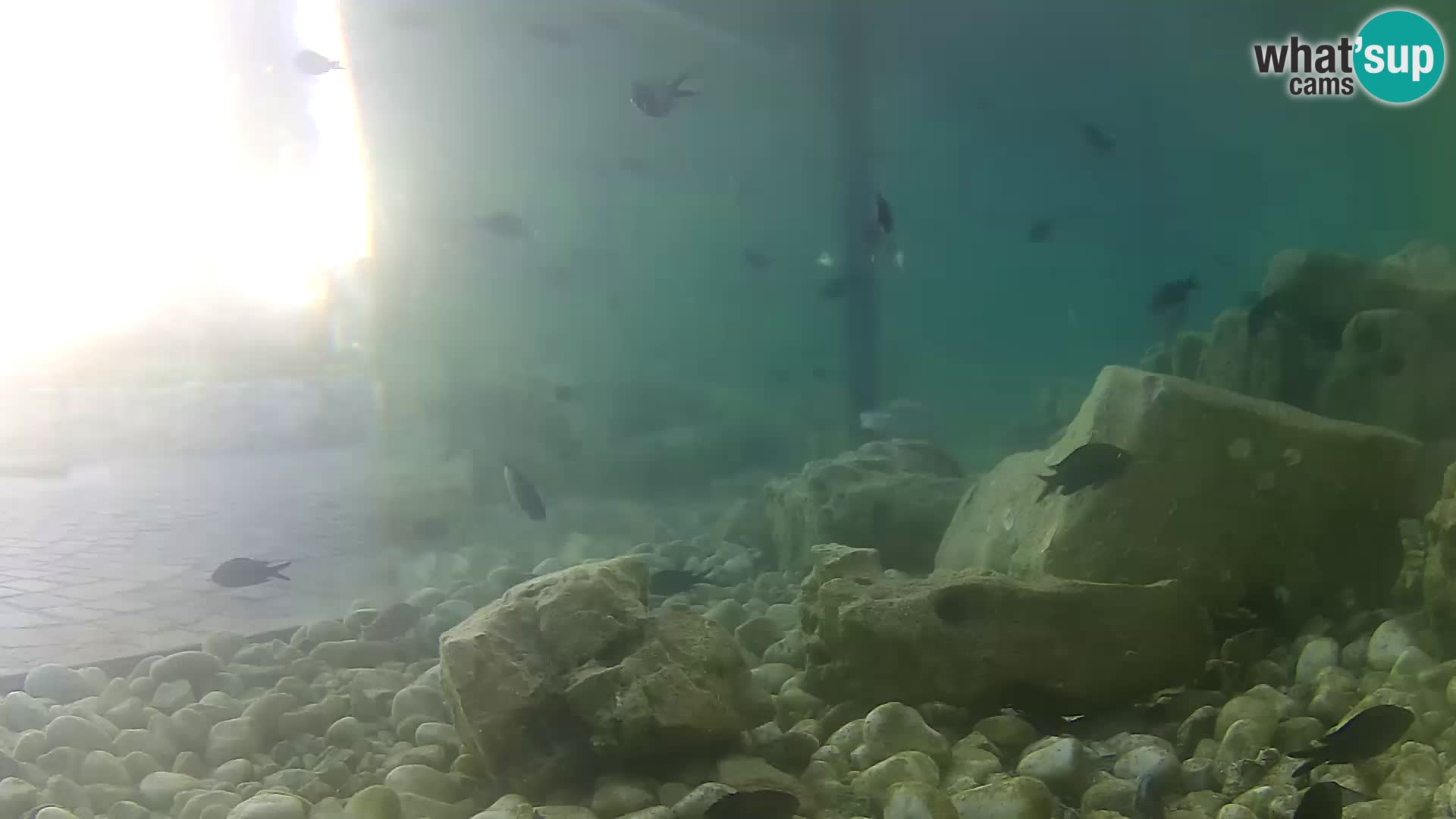 Webcam de l’aquarium marin extérieur de Rogoznica Croatie