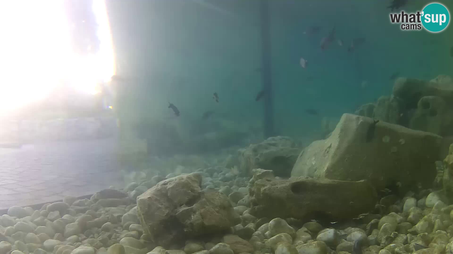 Zunanji morski akvarij Rogoznica spletna kamera Hrvaška