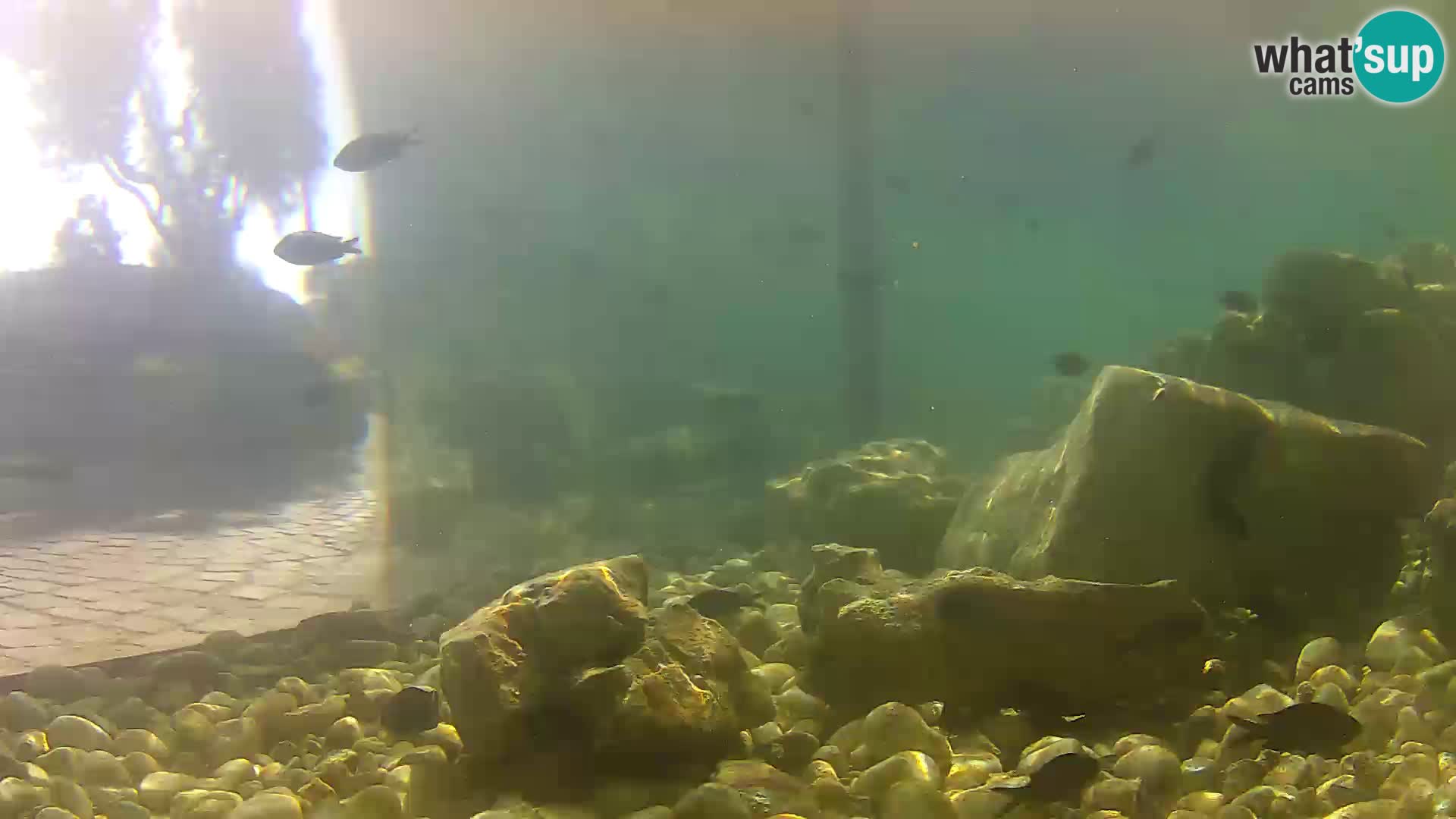 Zunanji morski akvarij Rogoznica spletna kamera Hrvaška