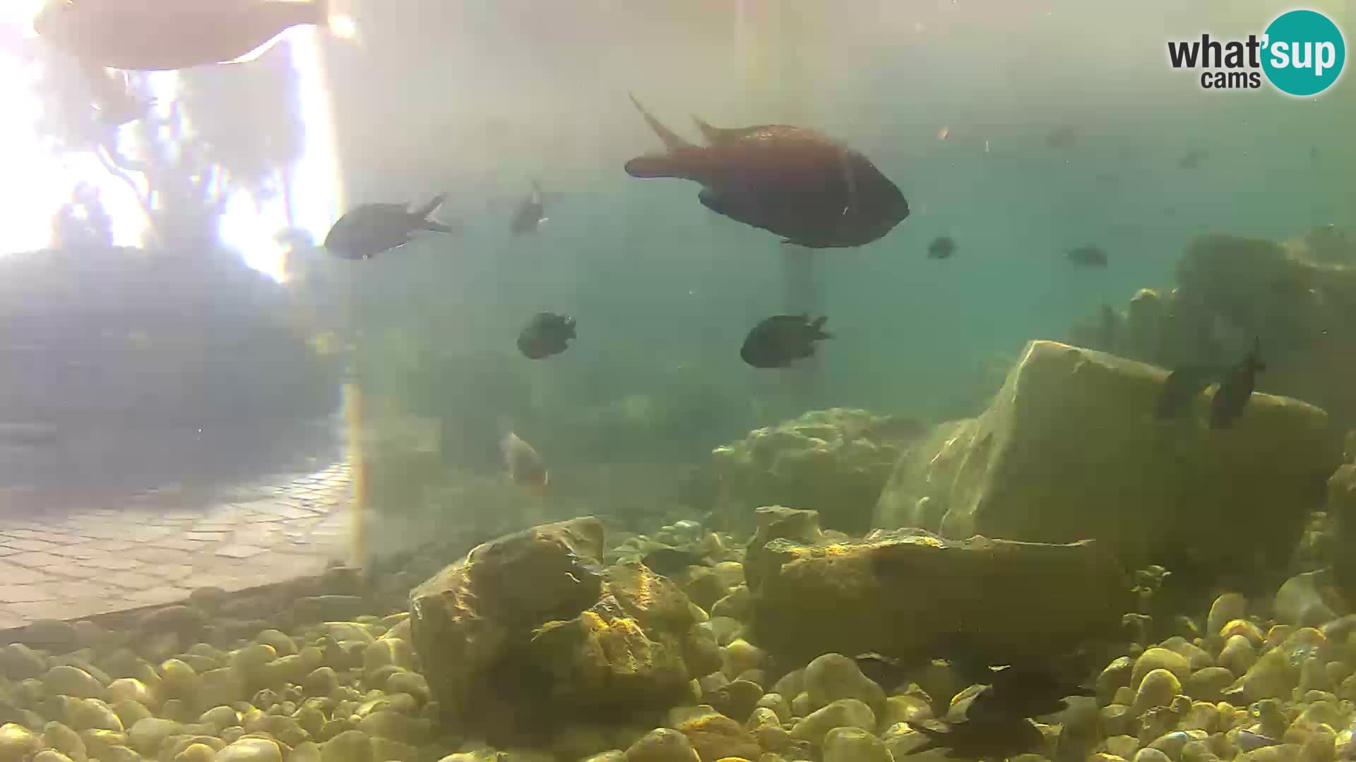 Outdoor Marine Aquarium Rogoznica webcam Croatia