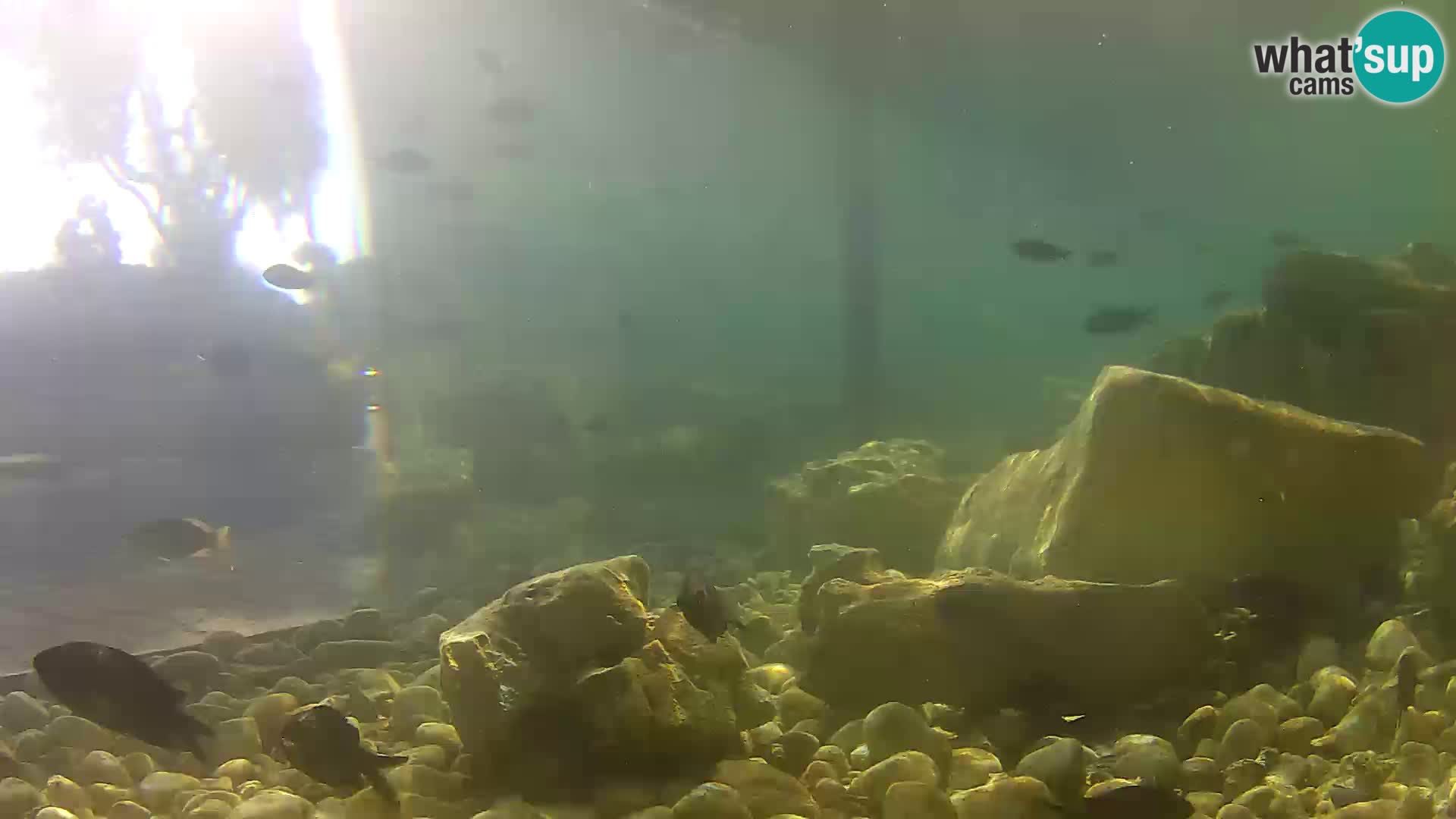 Acuario marino al aire libre Rogoznica webcam Croacia