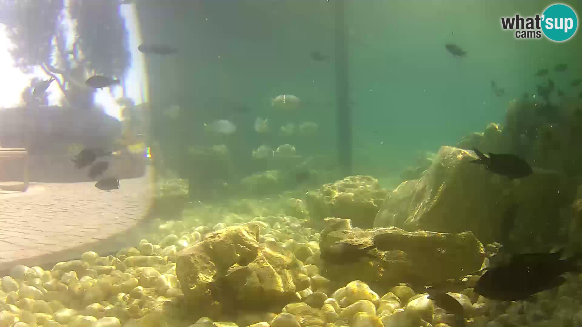 Aquario marino esterno –  Rogoznica livecam Croazia