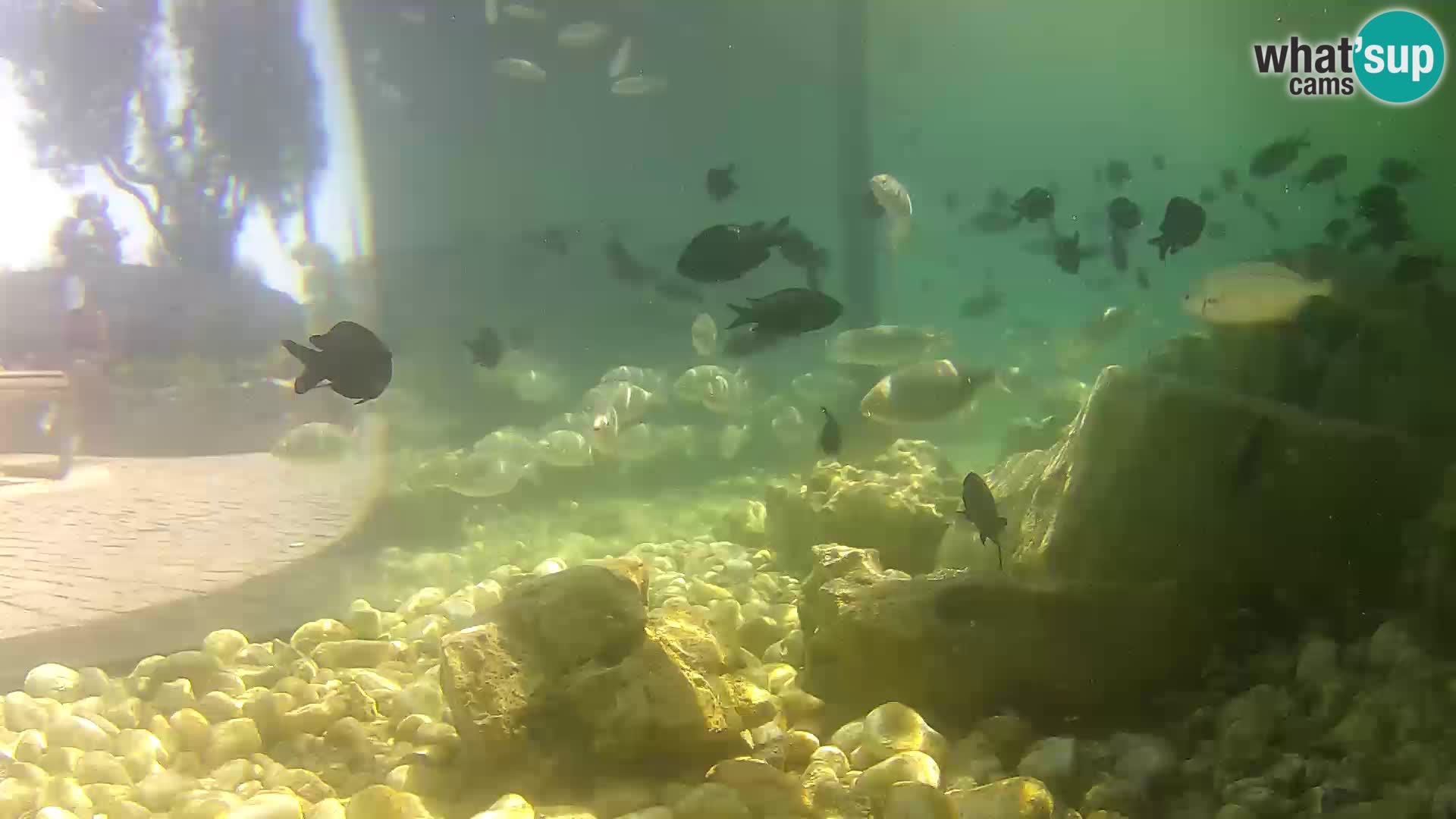 Zunanji morski akvarij Rogoznica spletna kamera Hrvaška