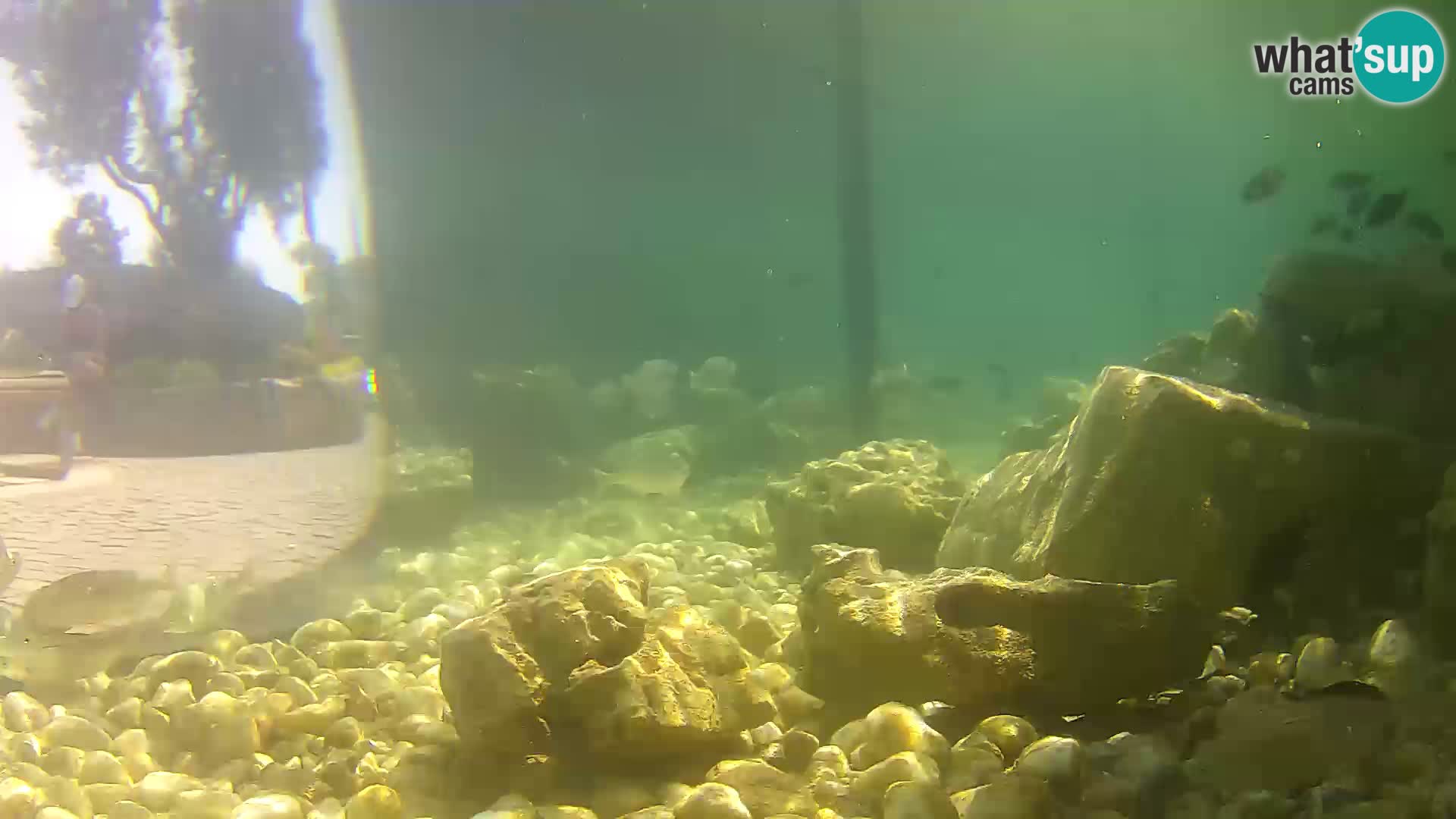 Outdoor Marine Aquarium Rogoznica webcam Croatia