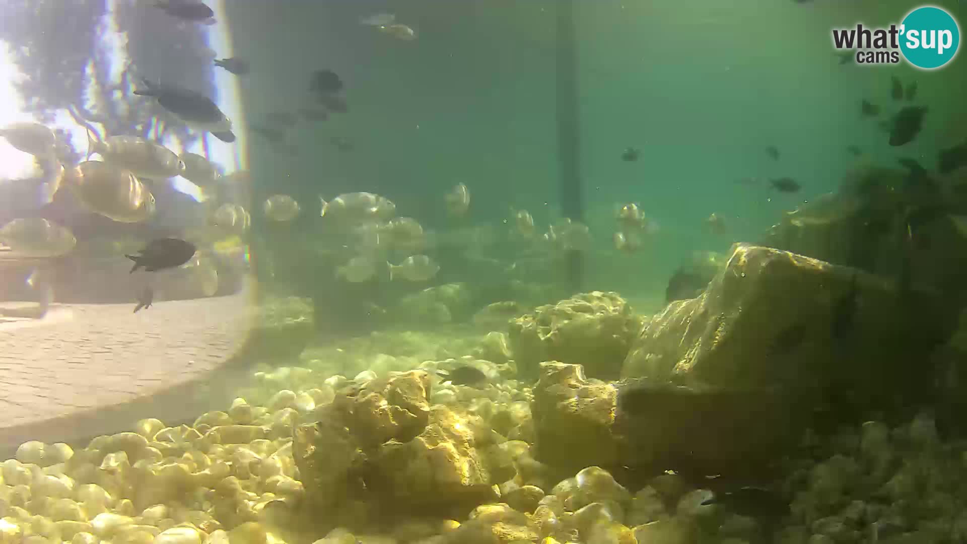 Webcam de l’aquarium marin extérieur de Rogoznica Croatie