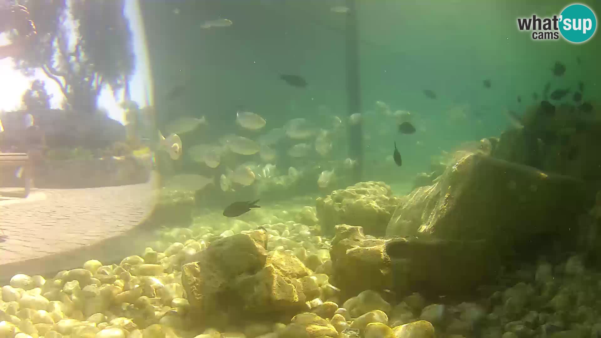 Outdoor Marine Aquarium Rogoznica webcam Croatia